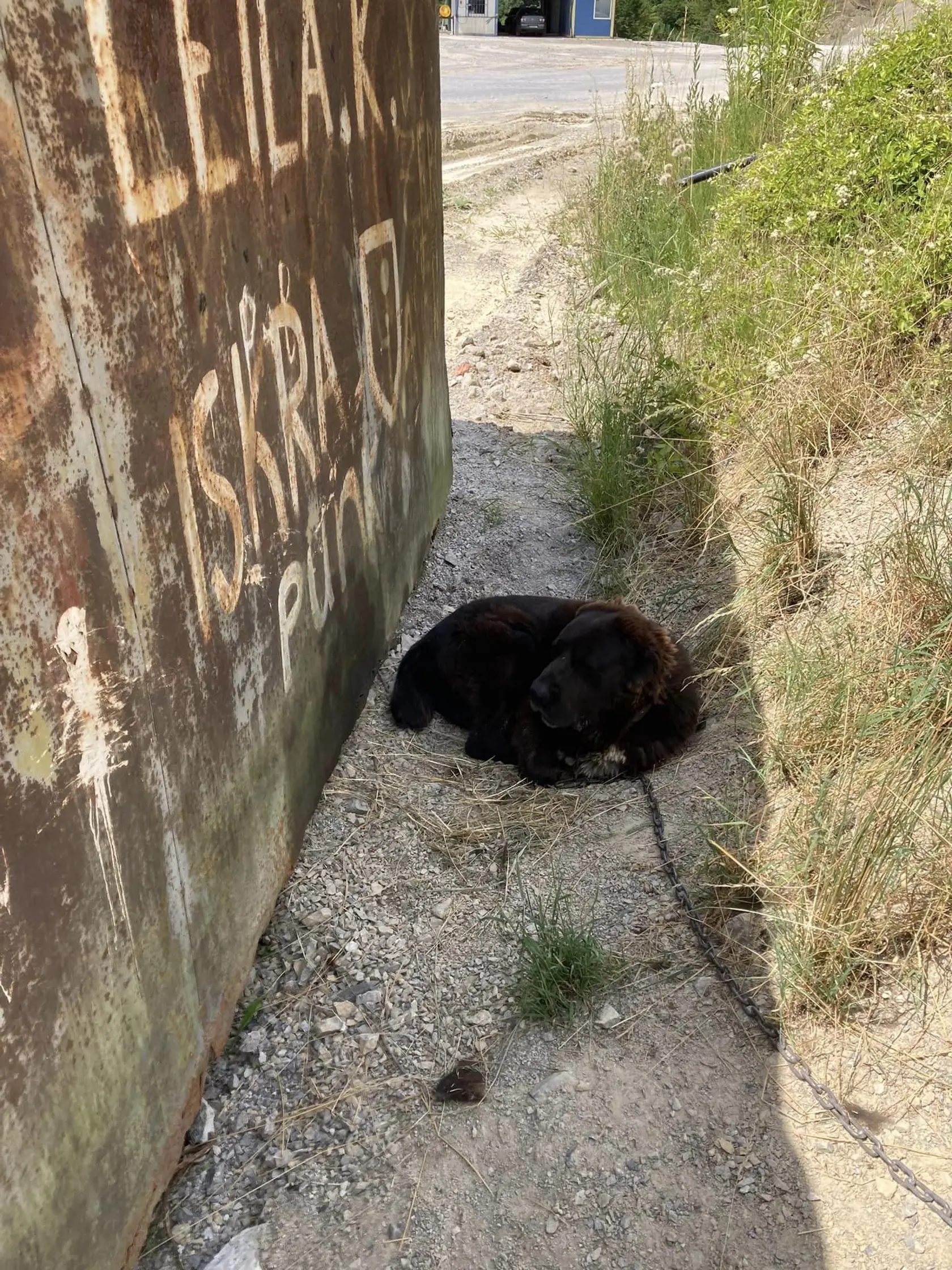 Na nevhodné podmienky, v ktorých má žiť sučka stredoázijského ovčiaka, upozornil na sociálnej sieti pán, ktorý tento areál pozná a sám ju bol venčiť niekoľkokrát.