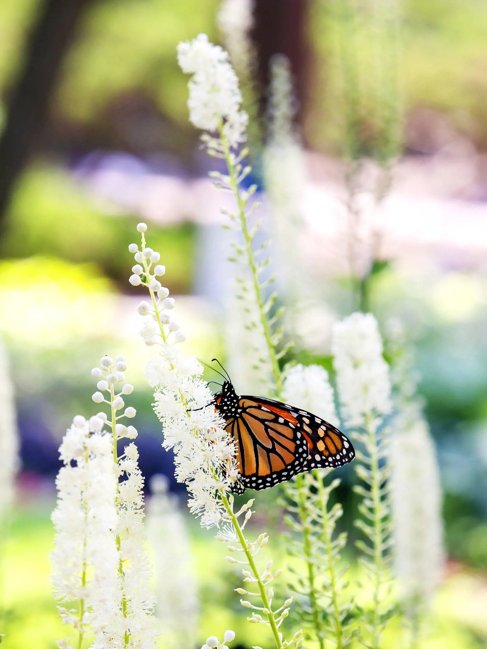 Close up view of a monarch butterfly feeding on beautiful lacy white colored black cohosh flowers (actaea racemosa) blooming in a sunny summer ornamental garden.