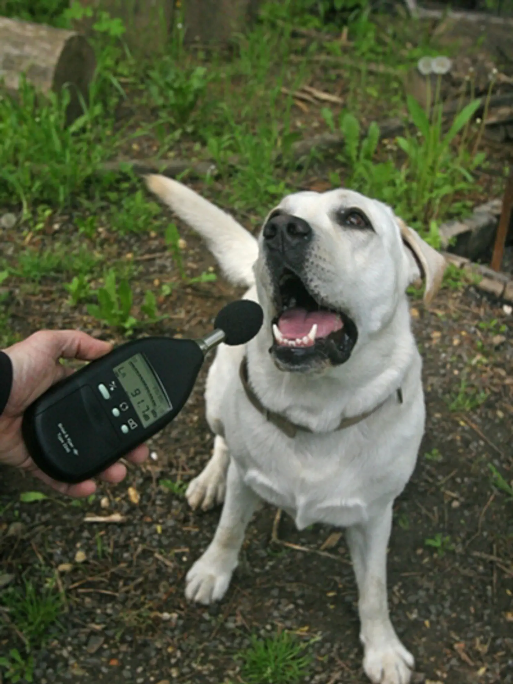 labrador
retriever - 101,2 decibelu = vlak