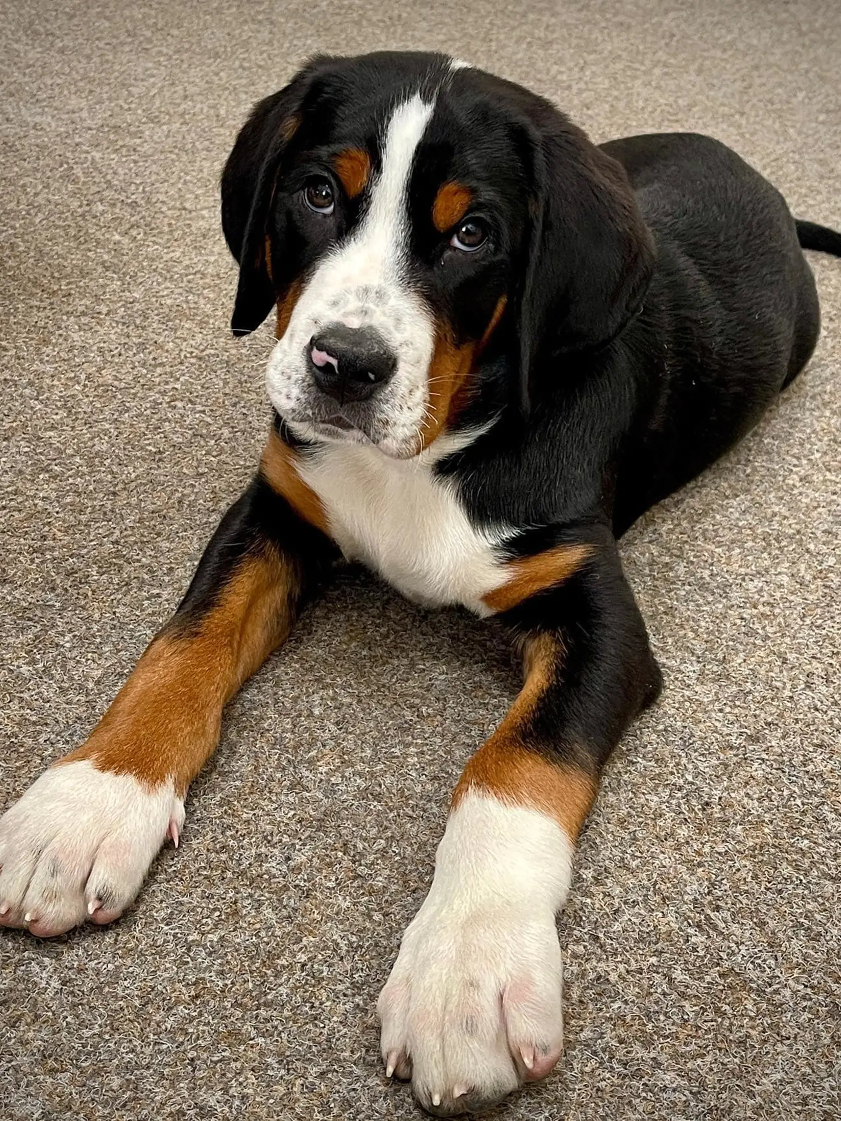 Beagle