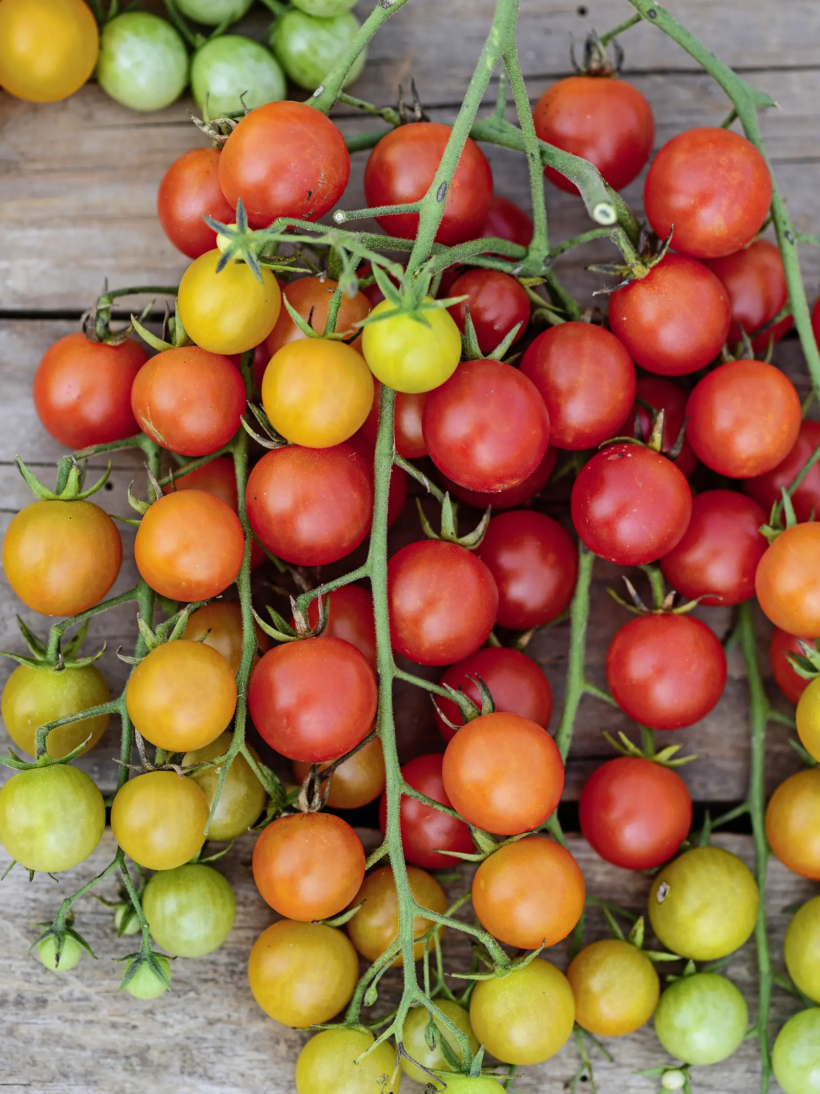 Rajčiak ‘Perlino Red’