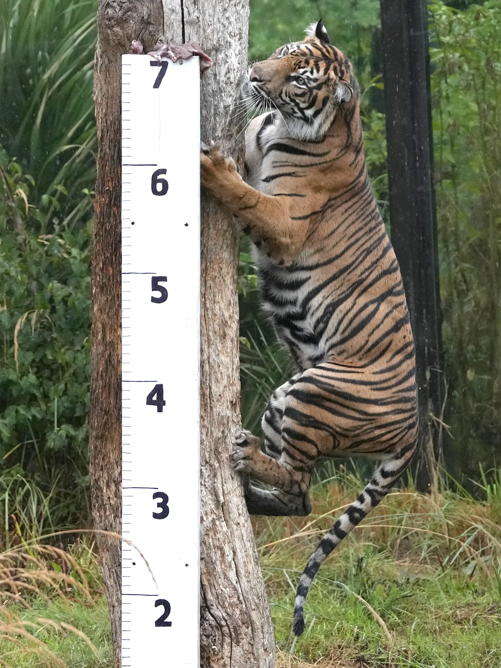 KK6 Londýn - Na snímke tiger sumatranský počas každoročného váženia a merania 26. augusta 2021 v londýnskej zoo. FOTO TASR/AP
Geysha a Sumatran Tiger inspects a ruler set up to measure her at ZSL London Zoo, in London, Thursday, Aug. 25, 2022. The annual weigh-in is an opportunity for keepers at ZSL London Zoo to make sure the information they've recorded is up-to-date and accurate, with each measurement then added to the Zoological Information Management System (ZIMS), a database shared with zo