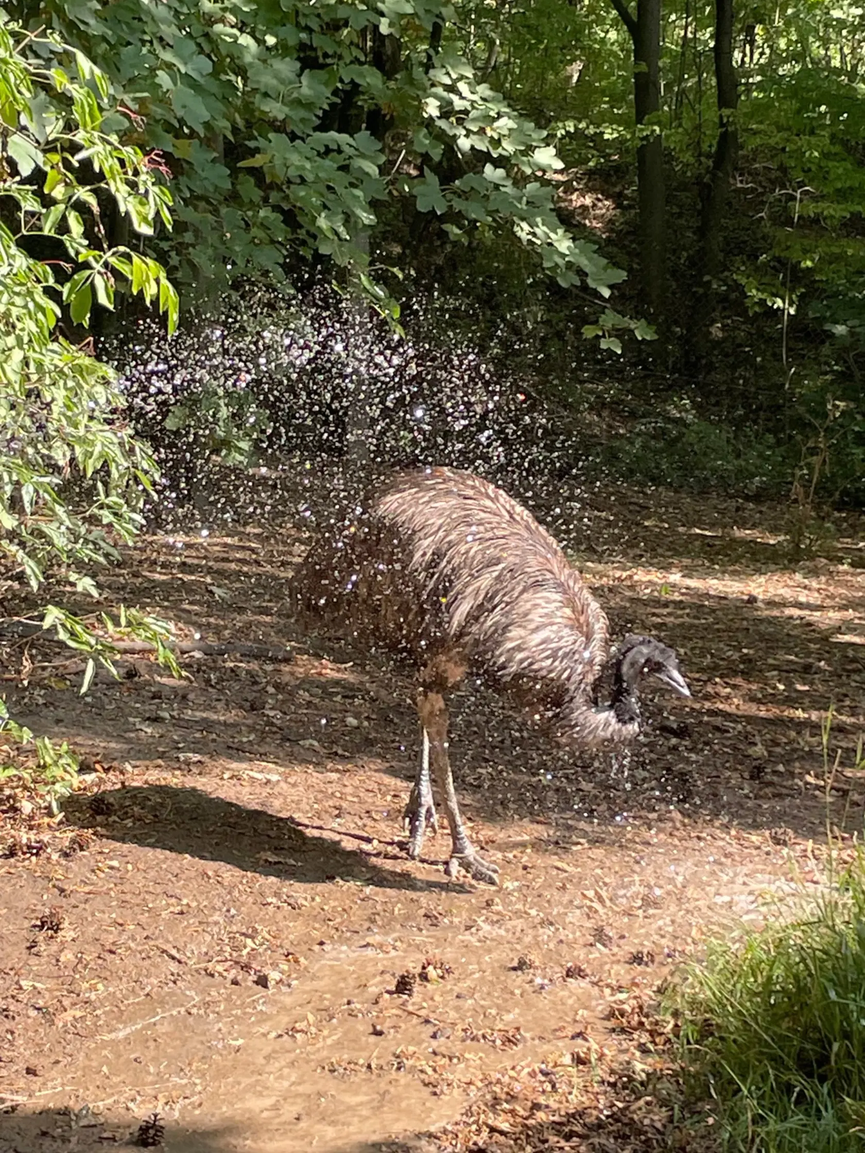 Dlhotrvajúce sucho ovplyvnilo okrem poľnohospodárskeho a potravinárskeho priemyslu i Národnú zoologickú záhradu v Bojniciach. Na kŕmenie zvierat tam totiž využívajú trávy z vlastnej produkcie. Tie pre nedostatok zrážok vysychajú a musia ich po novom dokupovať, čo so sebou prináša i zvýšené náklady. Na snímke sprchovanie emu hnedého počas horúčav v Národnej zoologickej záhrade Bojnice 18. augusta 2022. FOTO TASR - Alexandra Moštková 