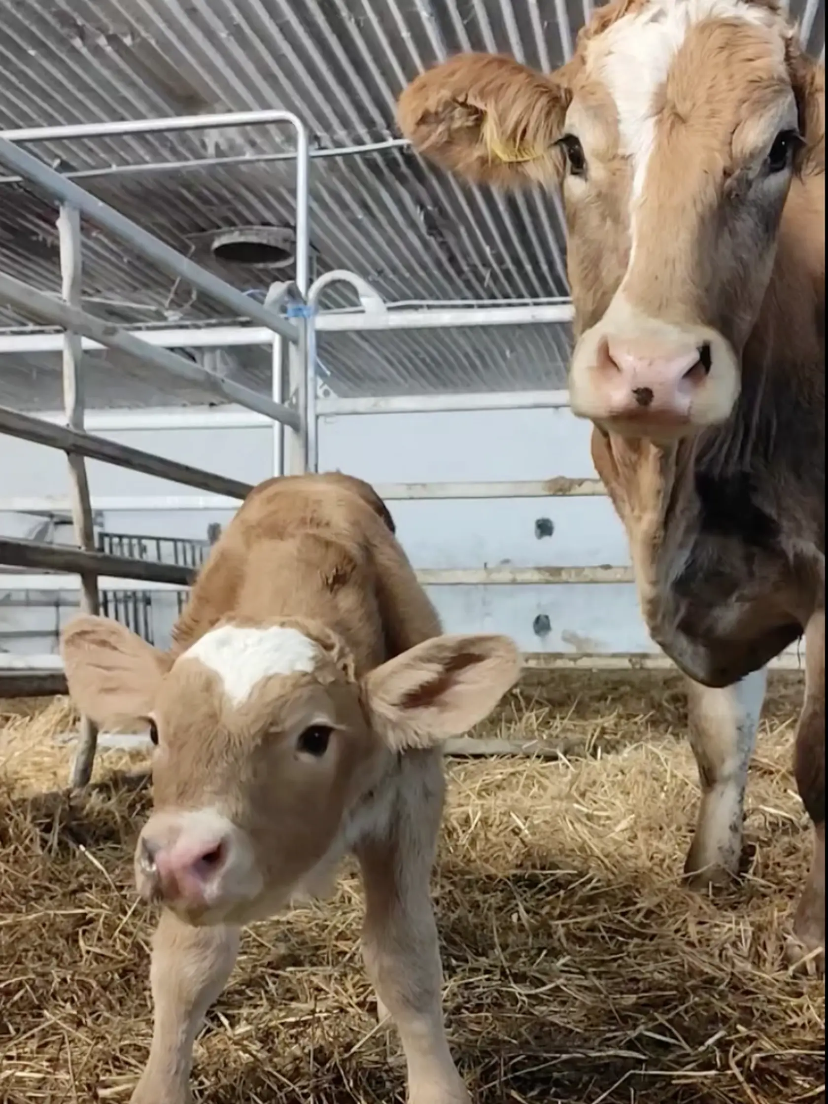 Na farme v Žiline, len kúsok od kafilérie, sa narodilo teliatko, ktoré okamžite vzbudilo pozornosť. Na jeho čele sa totiž črtá škvrna v tvare srdca, čo si mnohí vysvetľujú symbolicky. Hlavne v čase, keď sú kvôli slintačke a krívačke hromadne utrácané aj zdravé zvieratá. Akoby tým chcelo povedať: „Ľudia, majte srdce!“