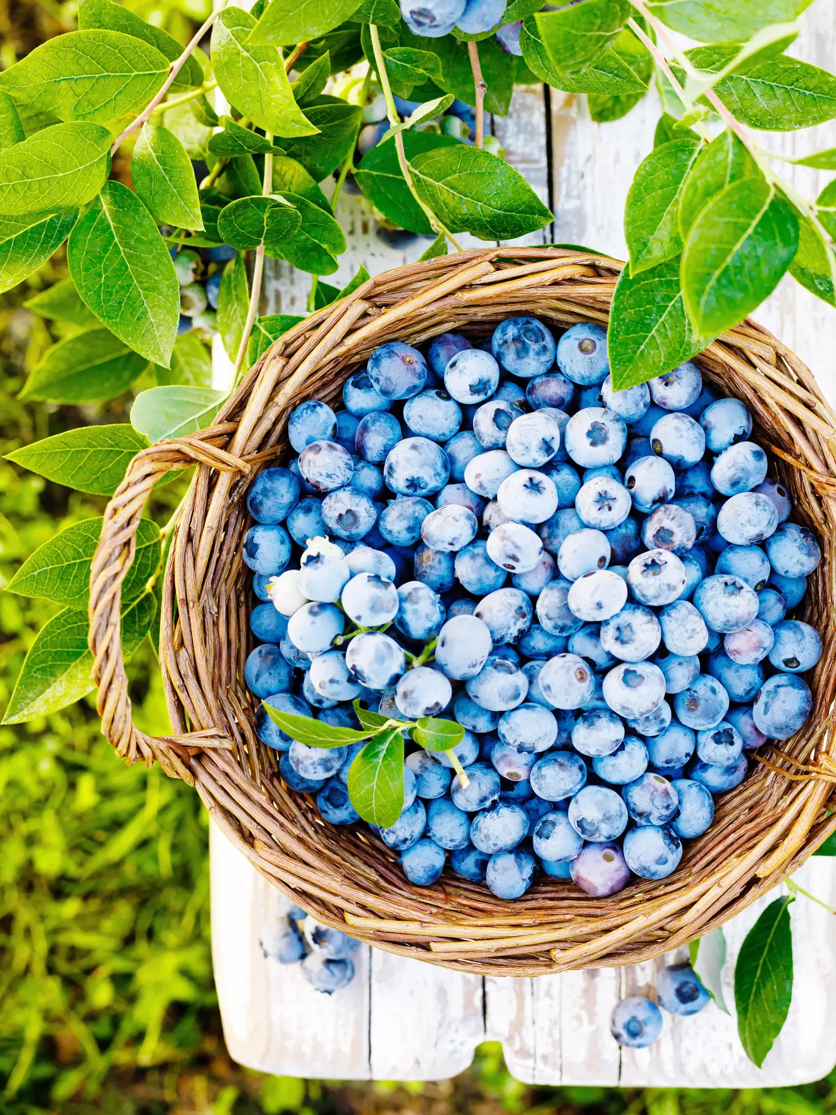 Blueberry.,Fresh,Berries,With,Leaves,In,Basket,In,A,Garden.