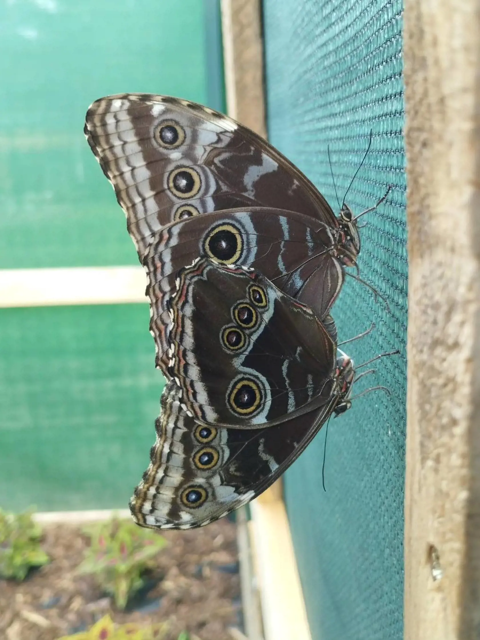 Caligo memnon, alebo soví motýľ.