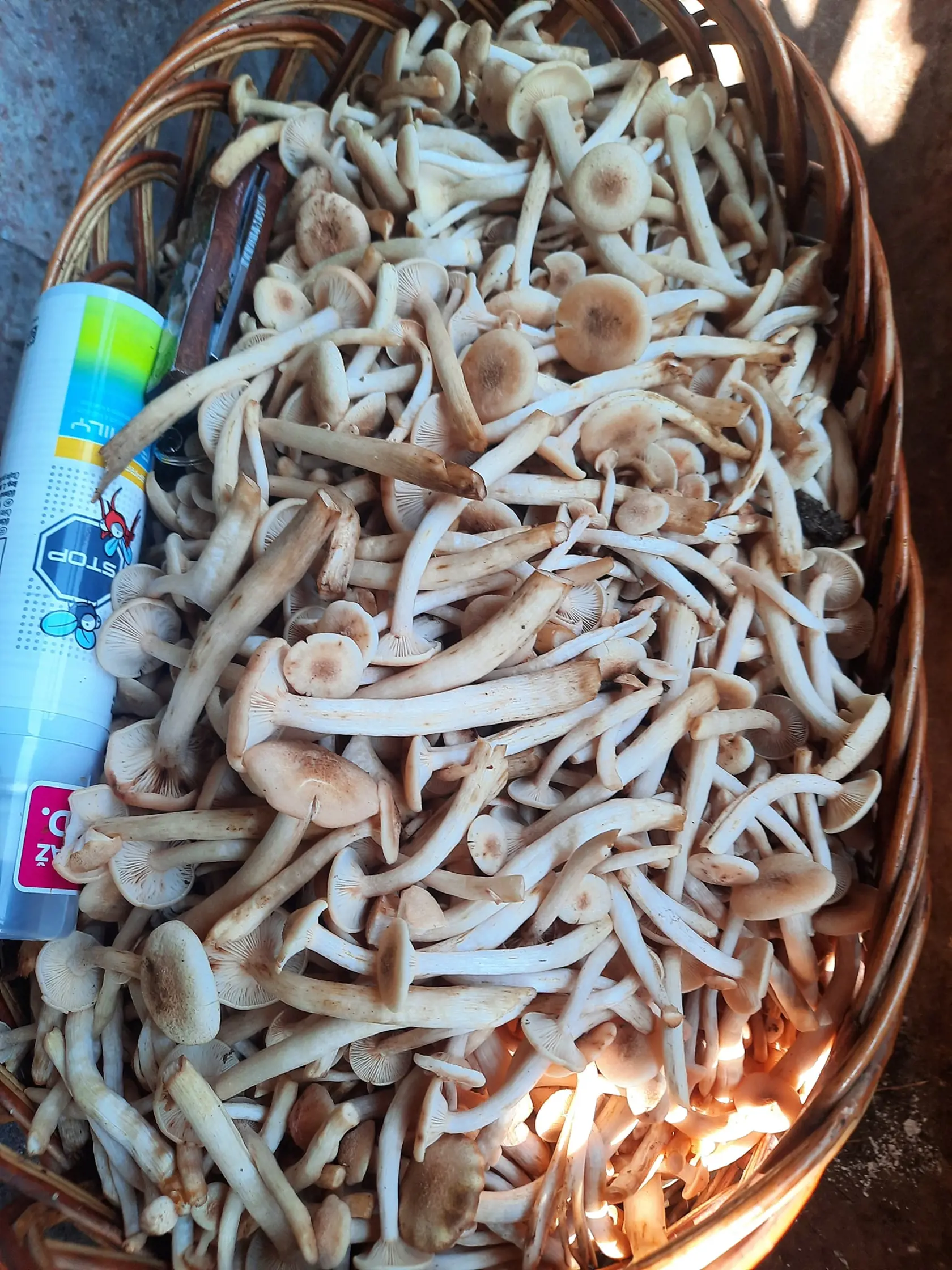 Rastú! Podpňovky.