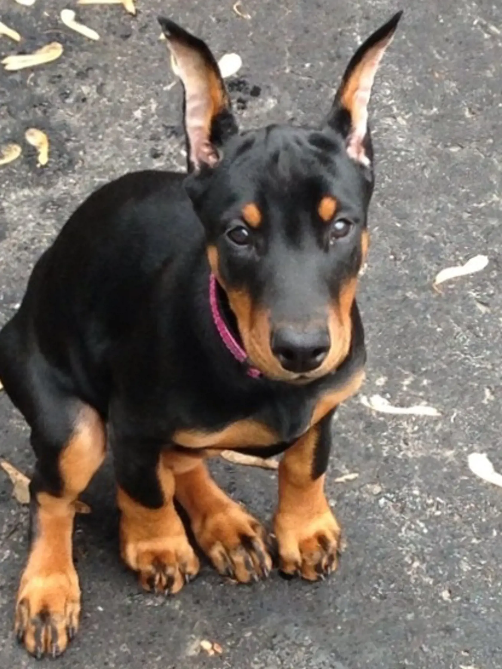 Plemeno Doberman sa umiestnilo na 5 mieste v rebríčku najinteligentnejších psov. Sú to veľmi lojálne a učenlivé psy, ktoré sa hodia aj do rodiny s deťmi.