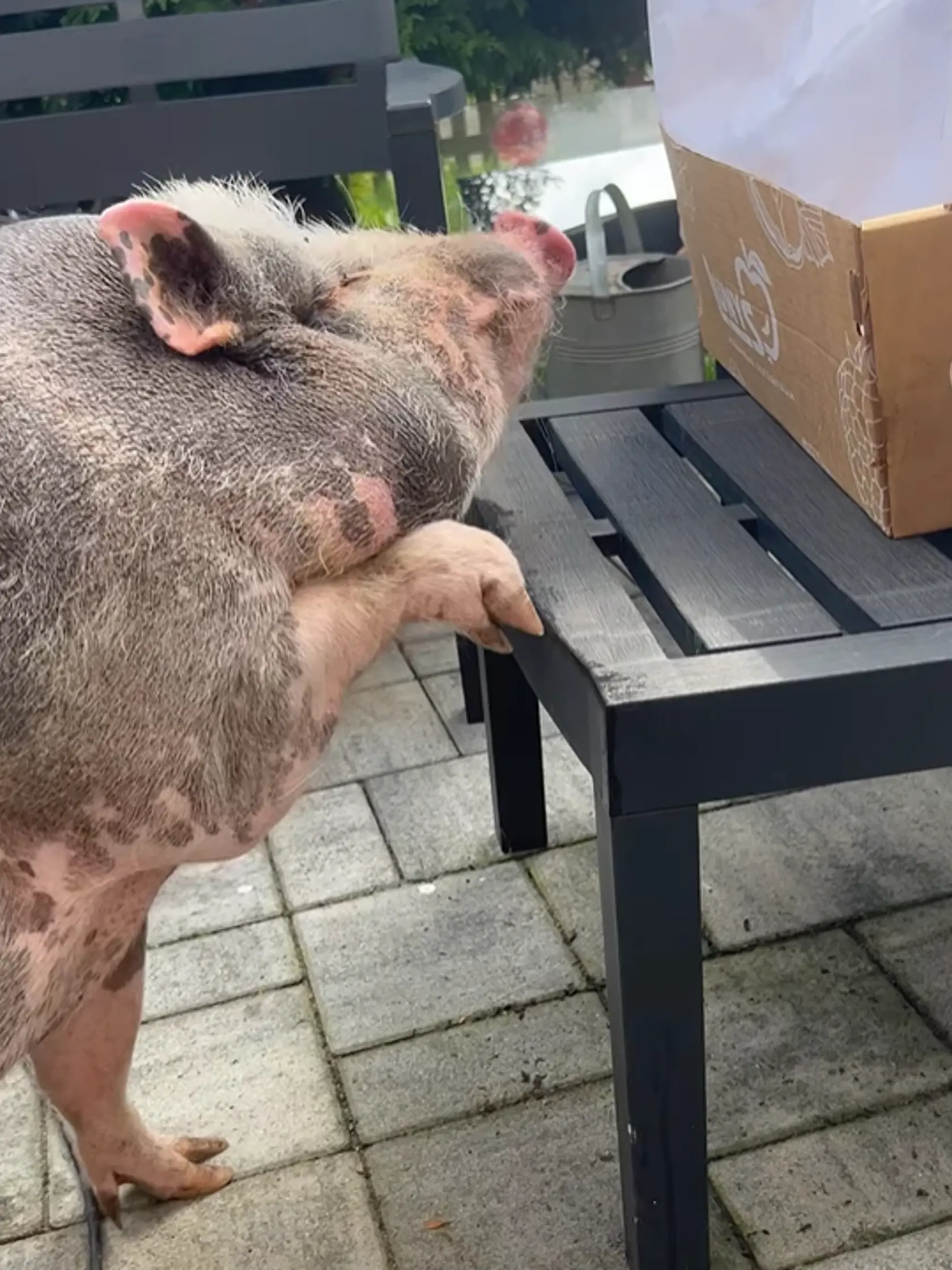 August 2023: René po čase ukázal Tinkyho, "miniprasiatko" dosiahlo úctyhodné rozmery.