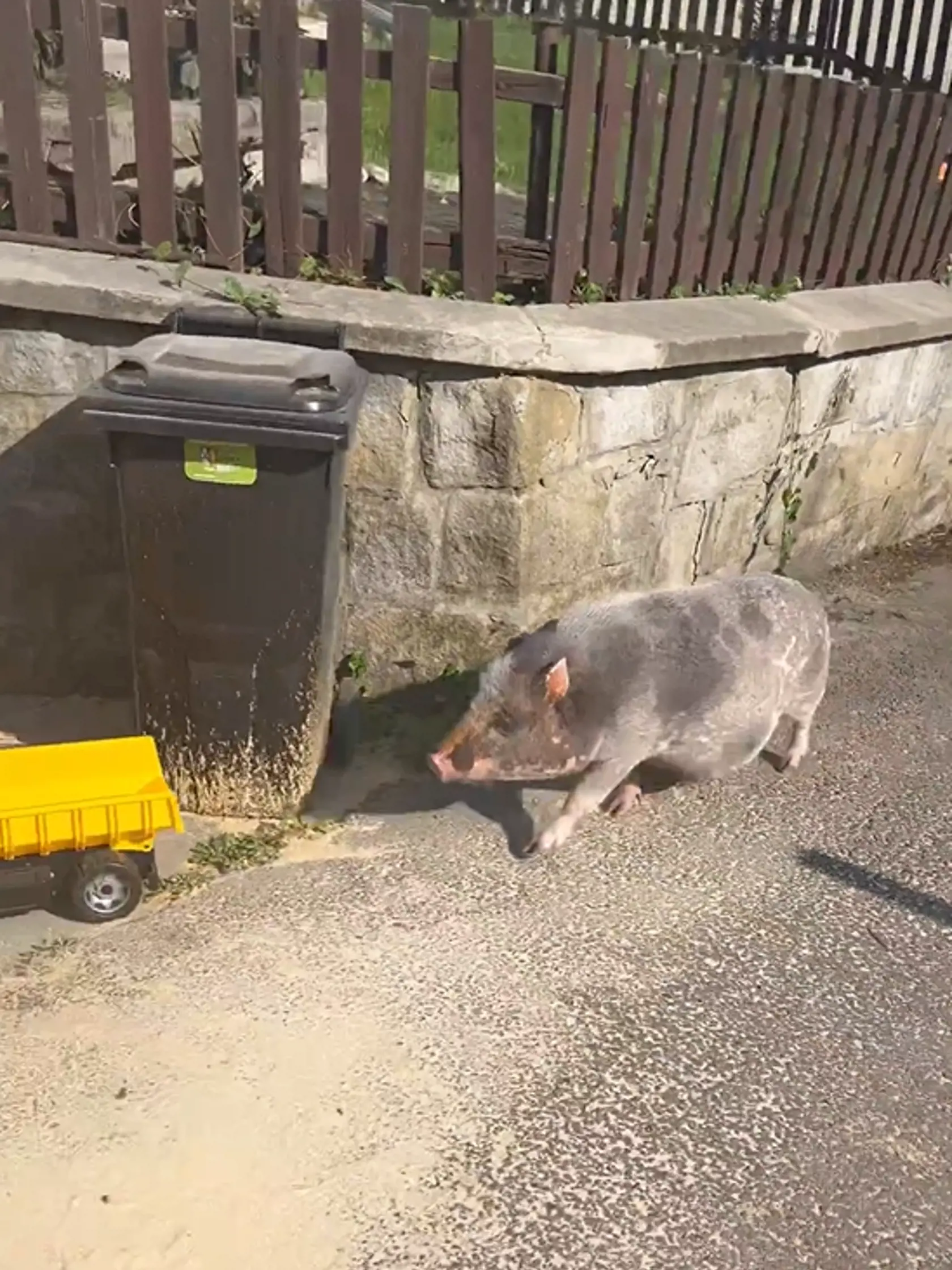 August 2023: René po čase ukázal Tinkyho, "miniprasiatko" dosiahlo úctyhodné rozmery.