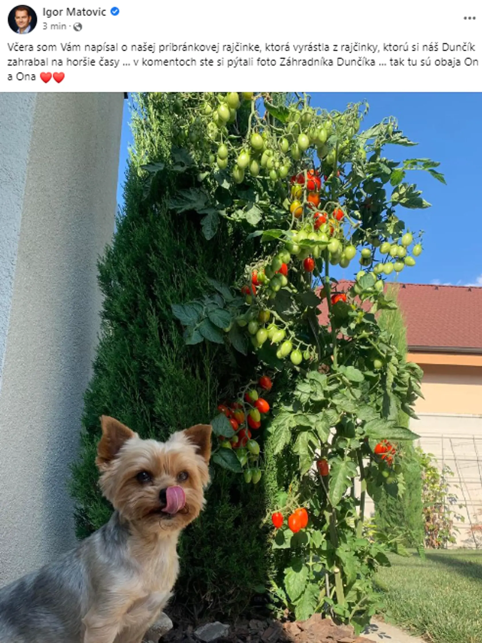 "Včera som Vám napísal o našej pribránkovej rajčinke, ktorá vyrástla z rajčinky, ktorú si náš Dunčík zahrabal na horšie časy … v komentoch ste si pýtali foto Záhradníka Dunčíka … tak tu sú obaja On a Ona ❤️❤️," napísal minister financií Igor Matovič. 