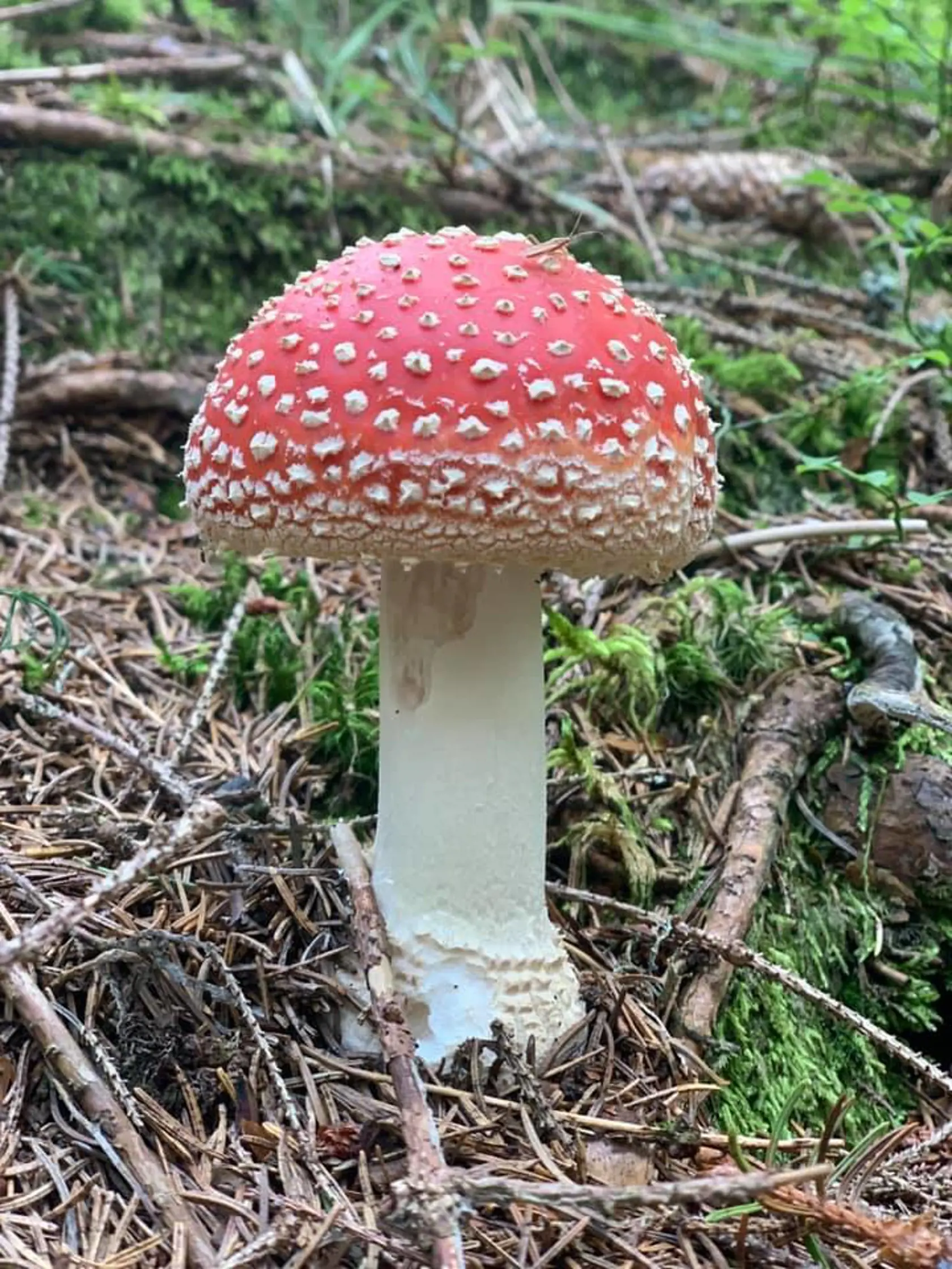Muchotrávka odfotené v lese. Matovič rád zdieľa fotky z každodenného života.