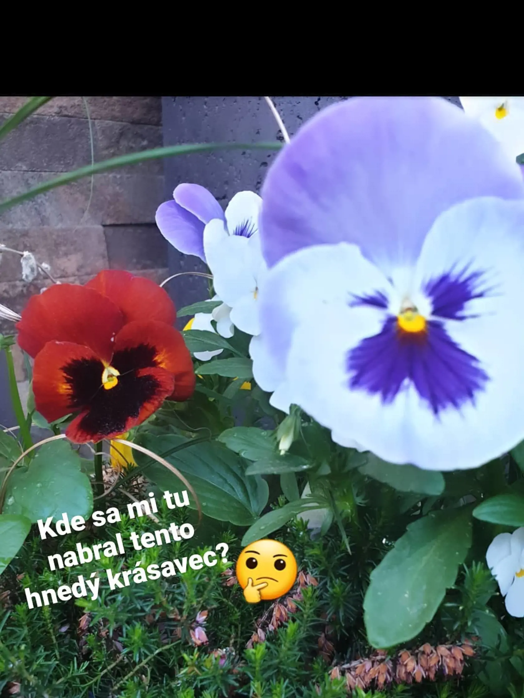 Manželka Ondreja Kandráča Erika sa na Instagrame chváli svojou záhradkou.