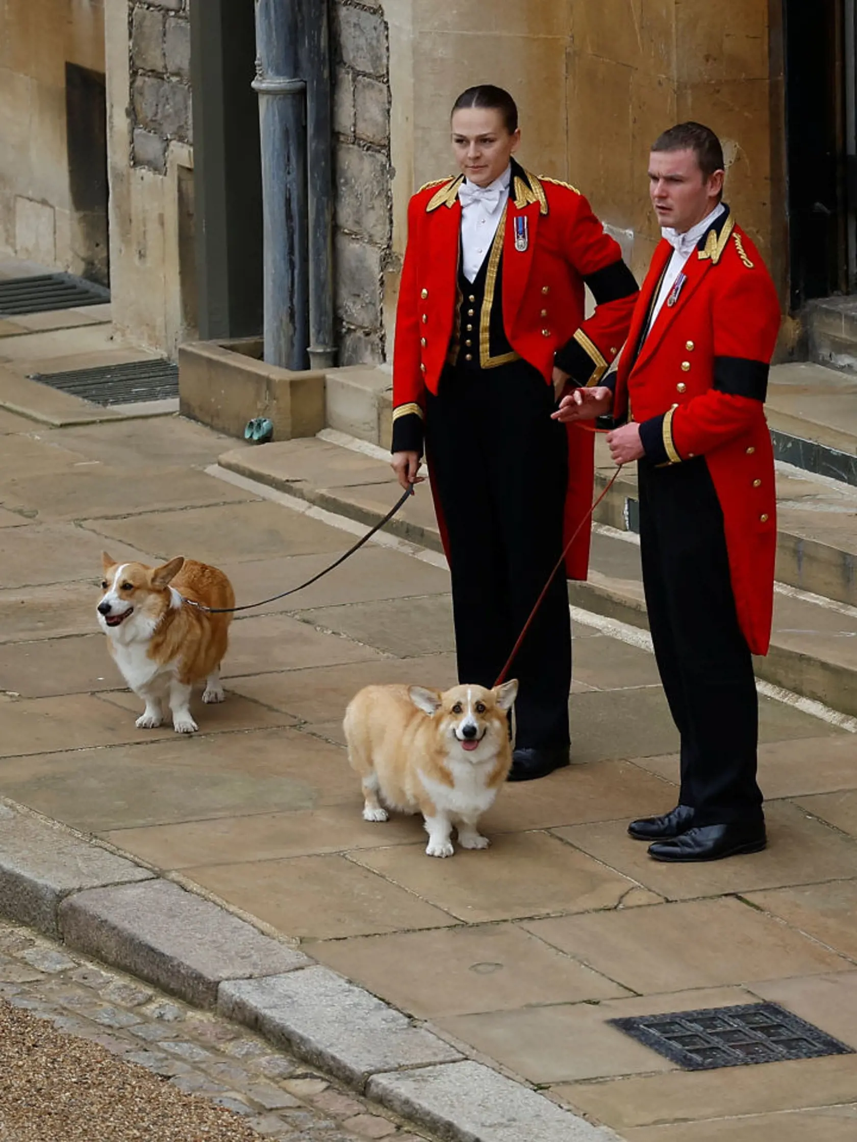 Na snímke psi plemena corgi Muick a Sandy čakajú na rakvu s pozostatkami zosnulej britskej kráľovnej Alžbety II. v pondelok 19. septembra 2022 na hrade Windsor.  Muick a Sandy sú poslední psi z radu viac ako 30 corgiov, ktoré kráľovná za života vlastnila. Obrad rozžehnania sa s telom kráľovnej Alžbety II. sa uskutočnil vo windsorskej Kaplnke sv. Juraja. Tam panovníčku v rámci súkromného obradu aj pochovali po boku jej manžela princa Philipa.