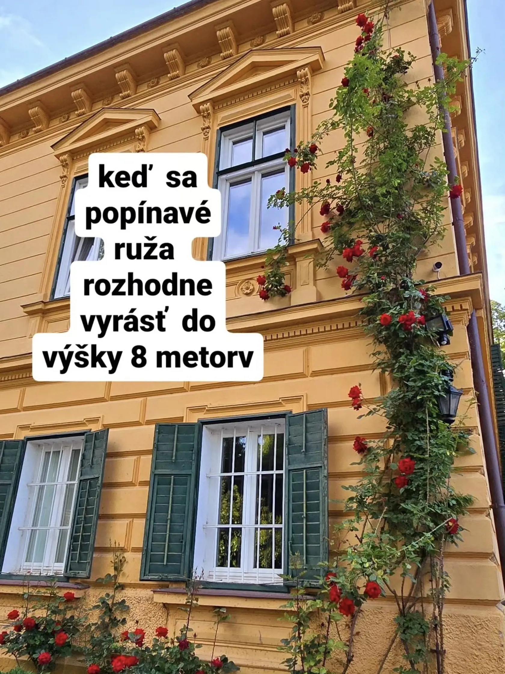 Popínavé ruže jej siahajú až do výšky ôsmich metrov.