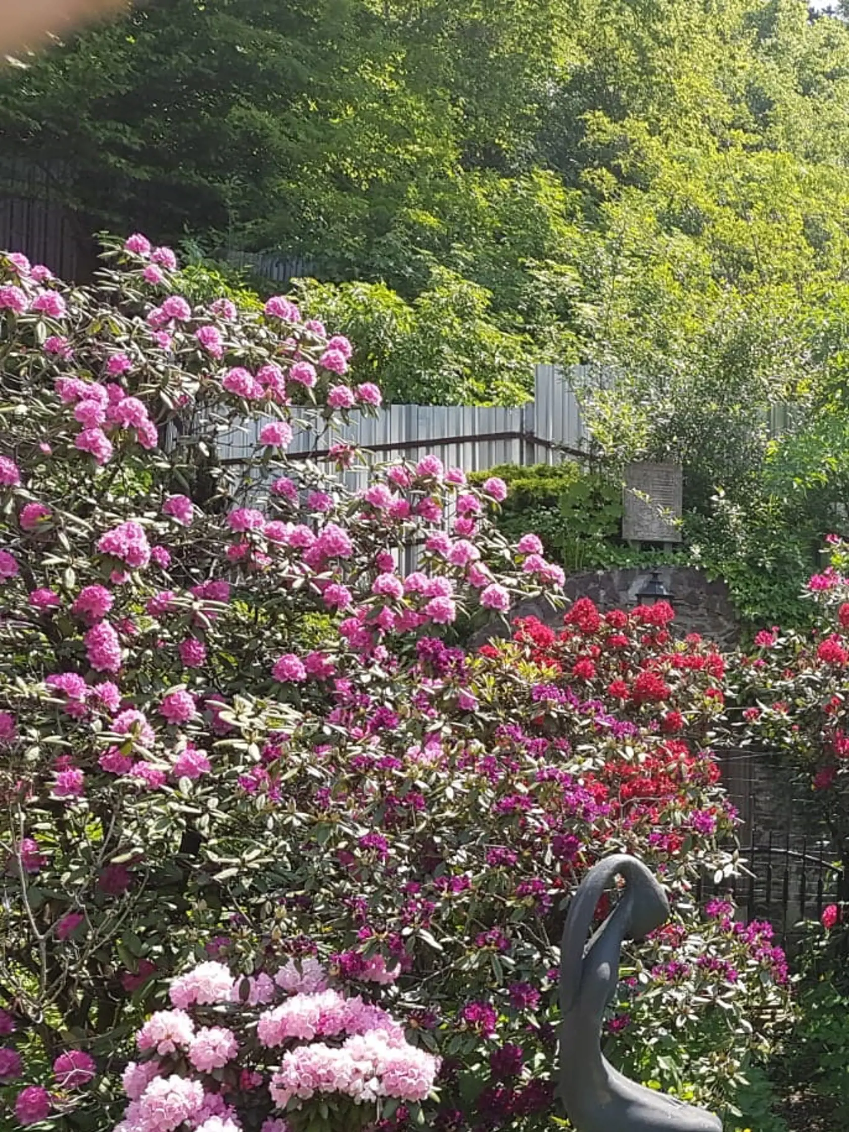 Socha Sediace dievča od sochára Arpáda Račka náramne pristane k rozkvitnutým rododendronom a azáliám.