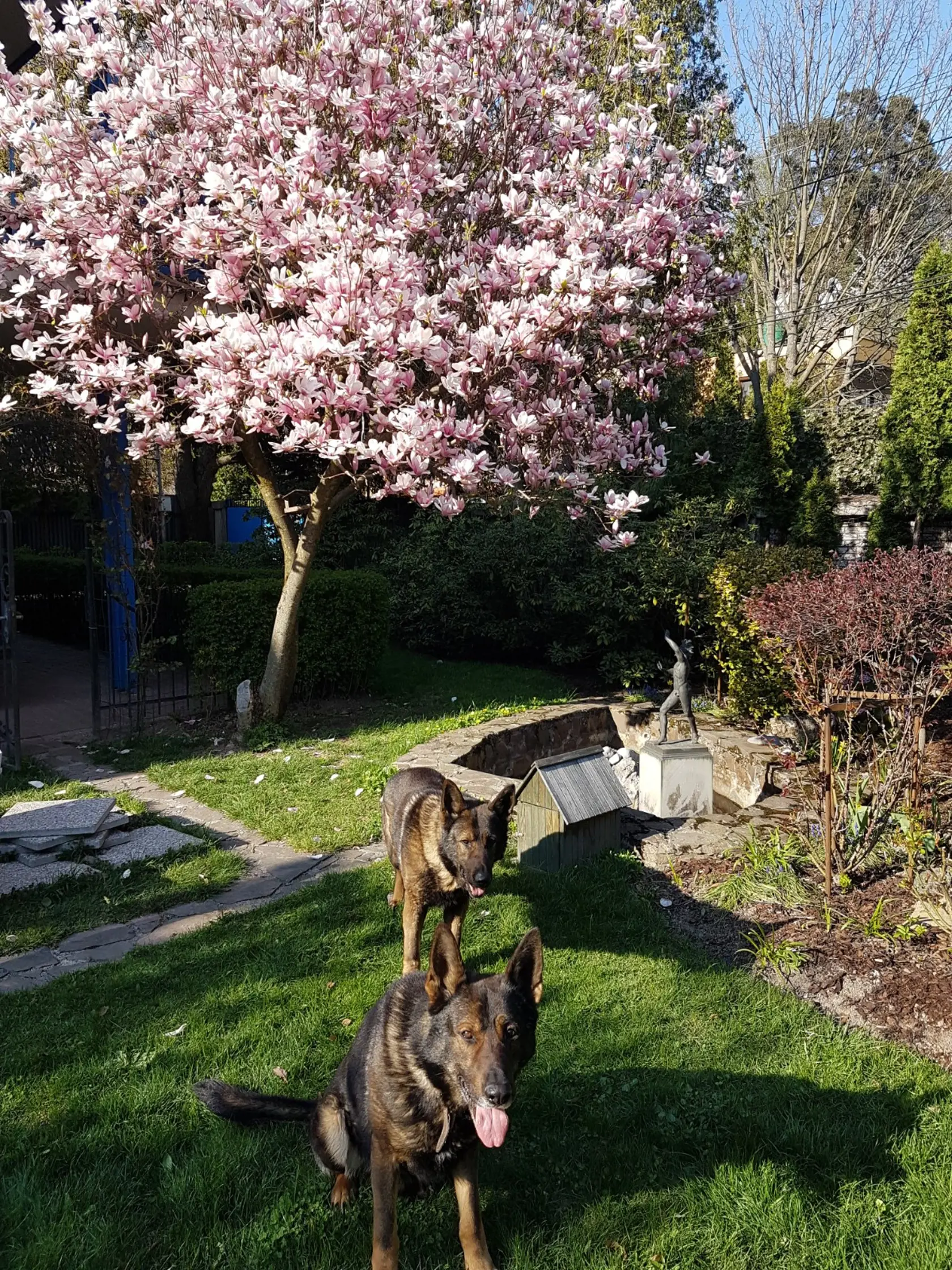 Na záhrade nechýba ani rozkvitnutá magnólia s fontánkou. Ako je z fotografie zrejmé, dobre sa tam cítia a dvaja "havkáči".