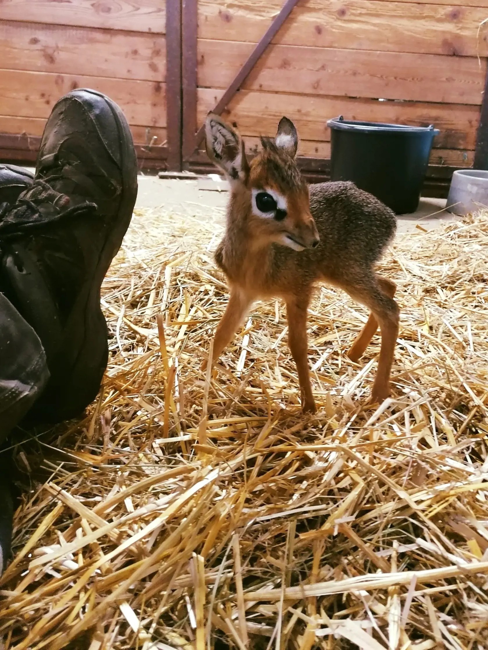 Ako rozprávkový Bambi: Samička dikdika Kirkovho prišla na svet ešte koncom minulého roka, no určite bude veľkým lákadlo bratislavskej ZOO.