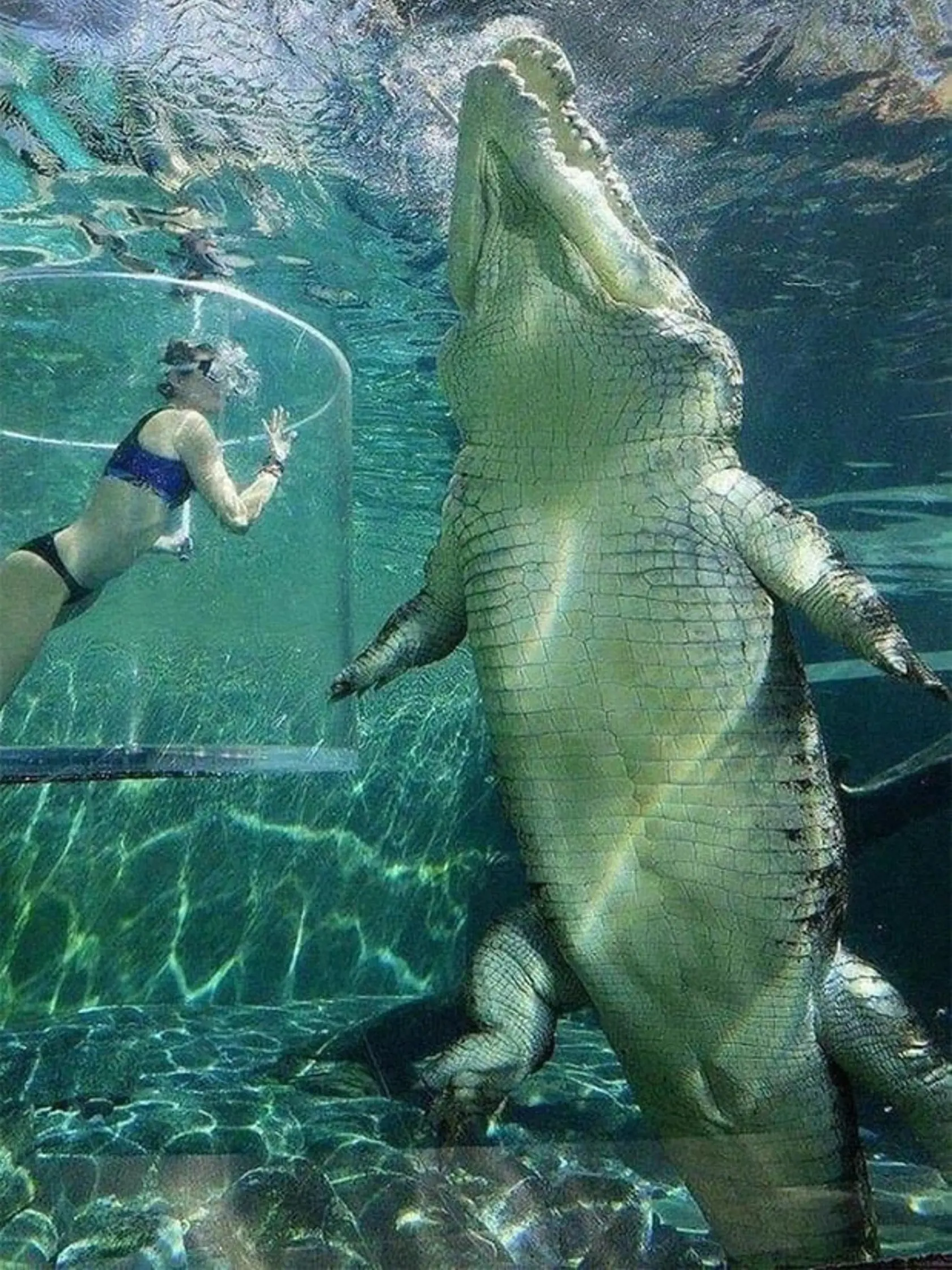 Krokodíl morský