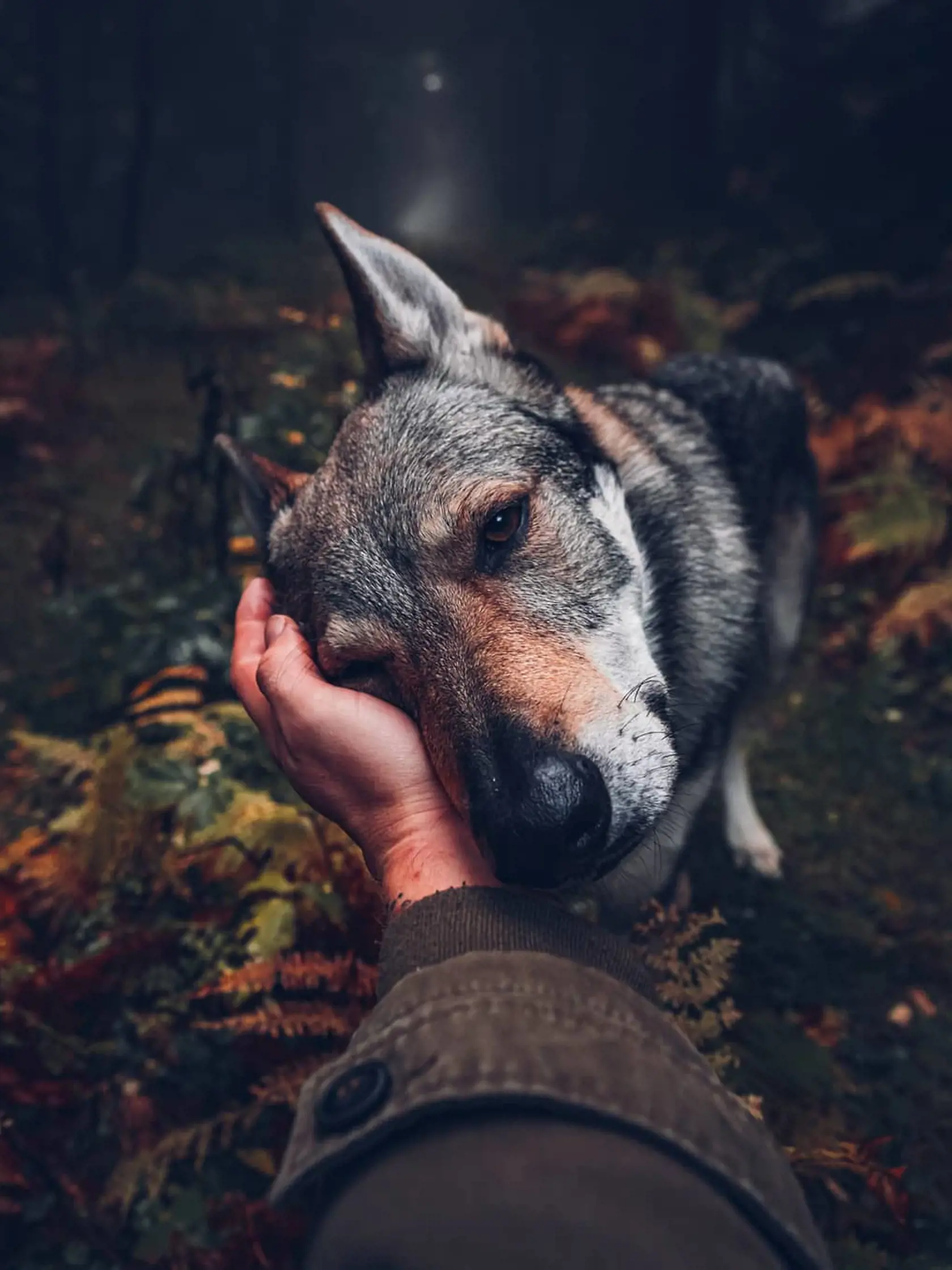 Český fotograf fotí dychberúce fotografie, na ktorých je hlavnou hviezdou jeho psík.