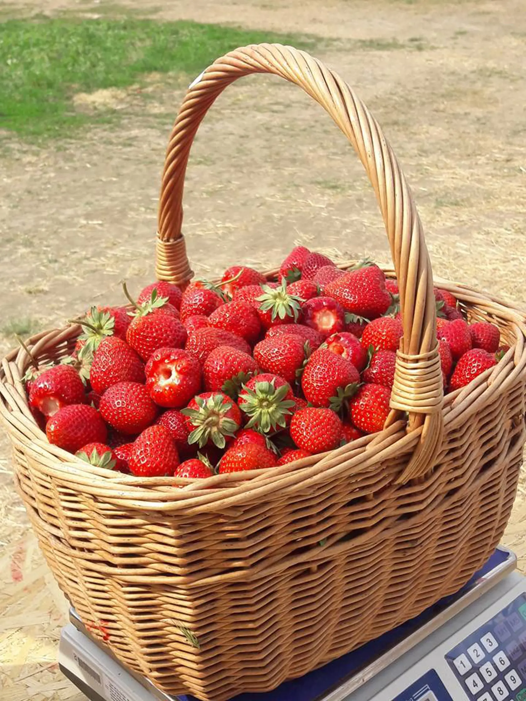 Jahody z Vlčkoviec