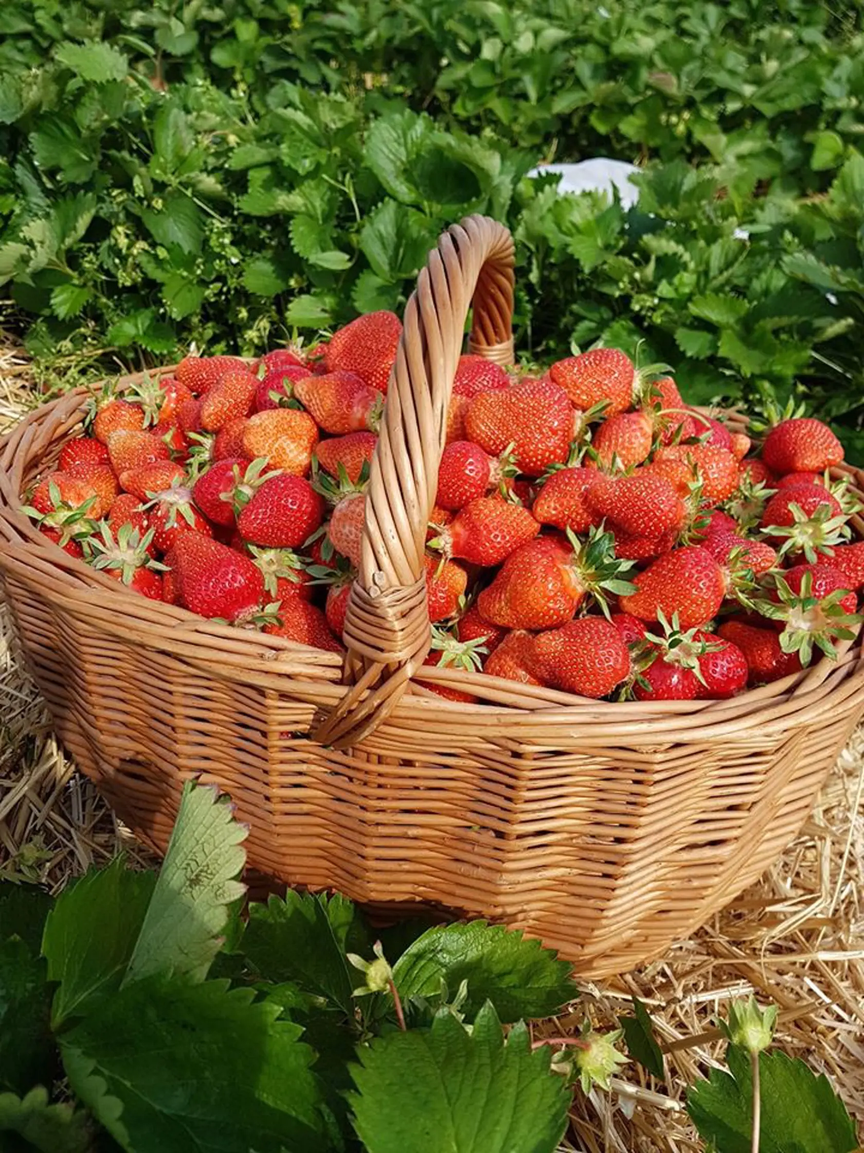 Samozber jahôd a hrášku v Bučanoch