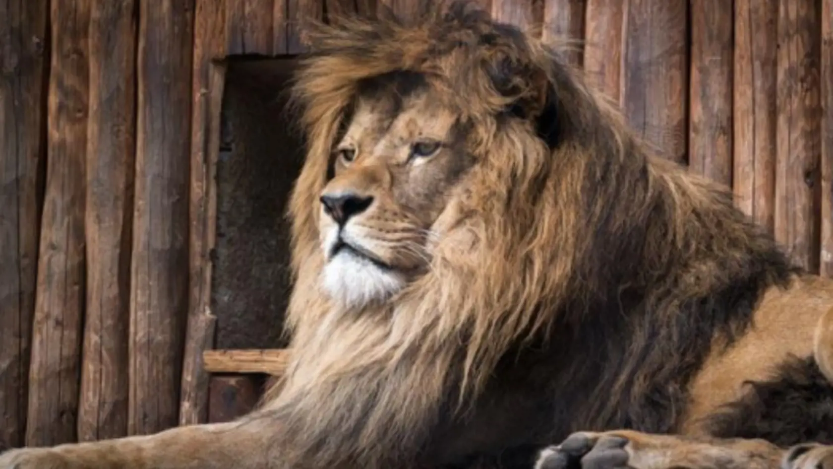 Leva berberského Aslana museli v bojnickej ZOO utratiť.