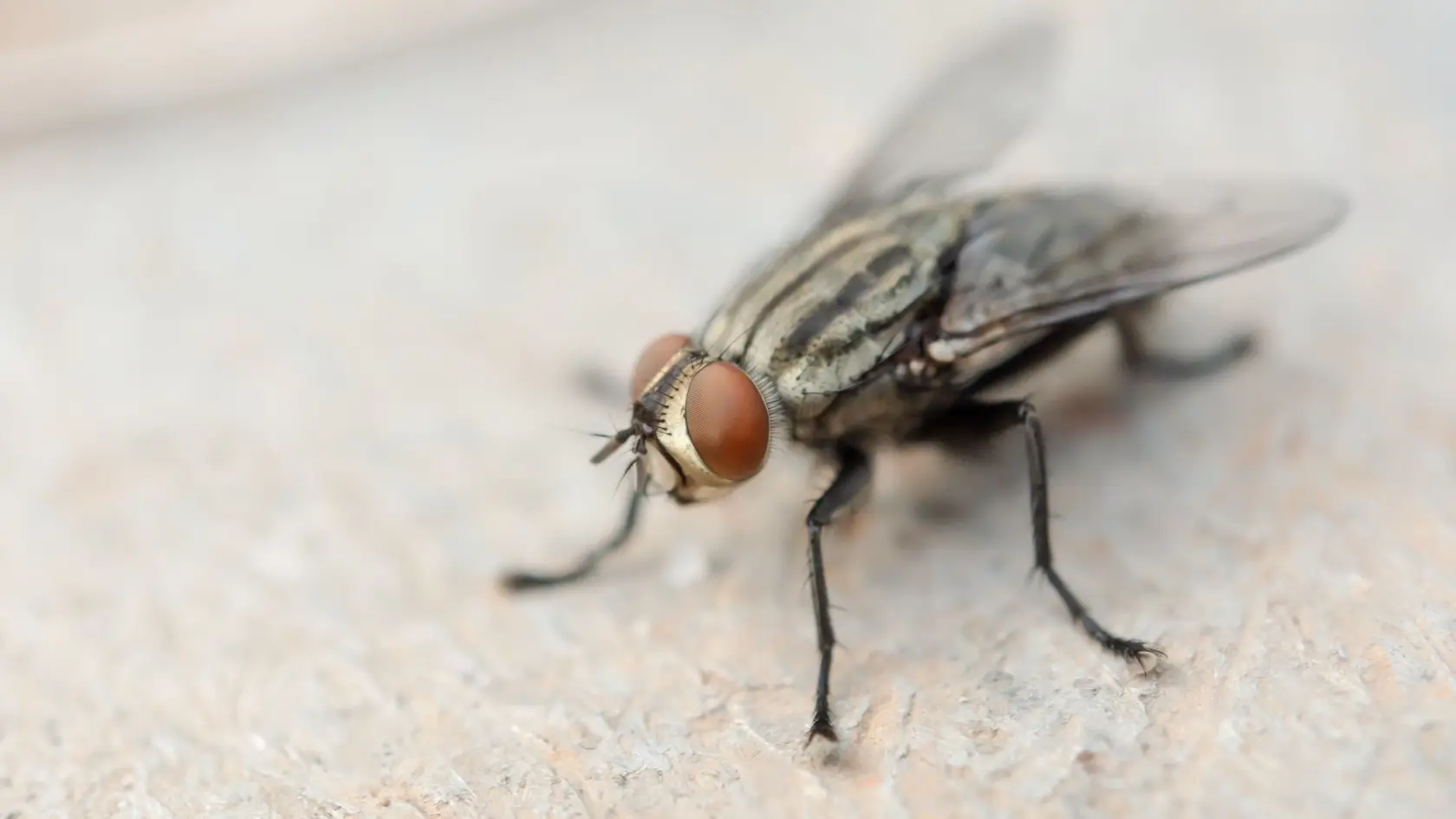 Macro shot of fly. Live house fly