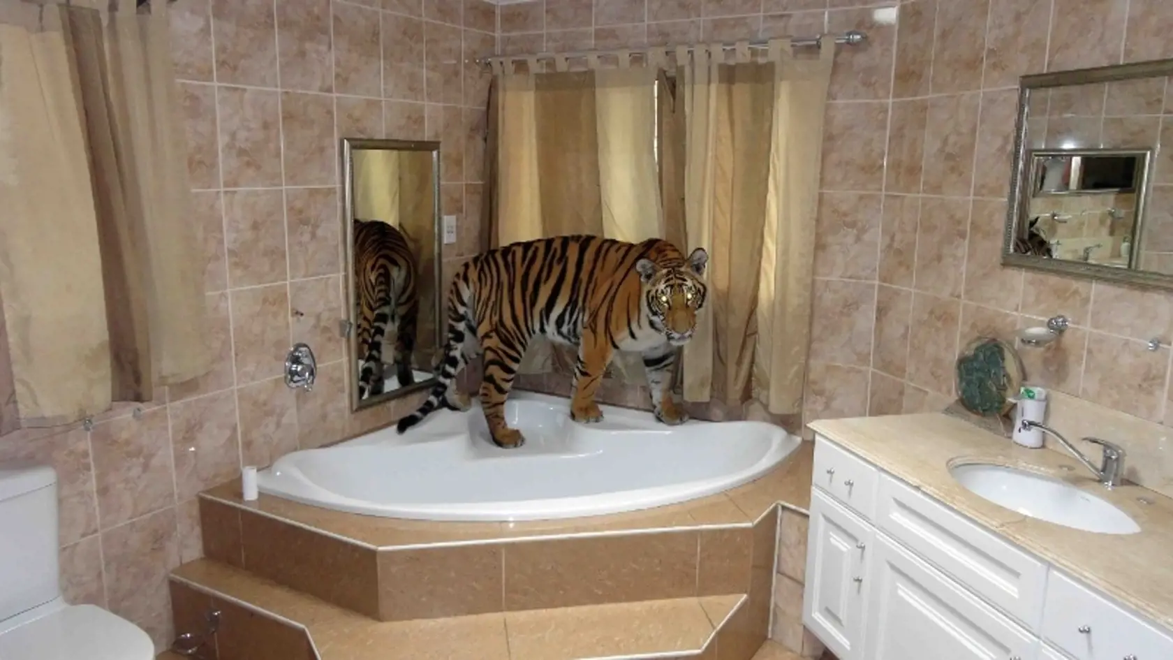 Tiger Enzo je všade doma.