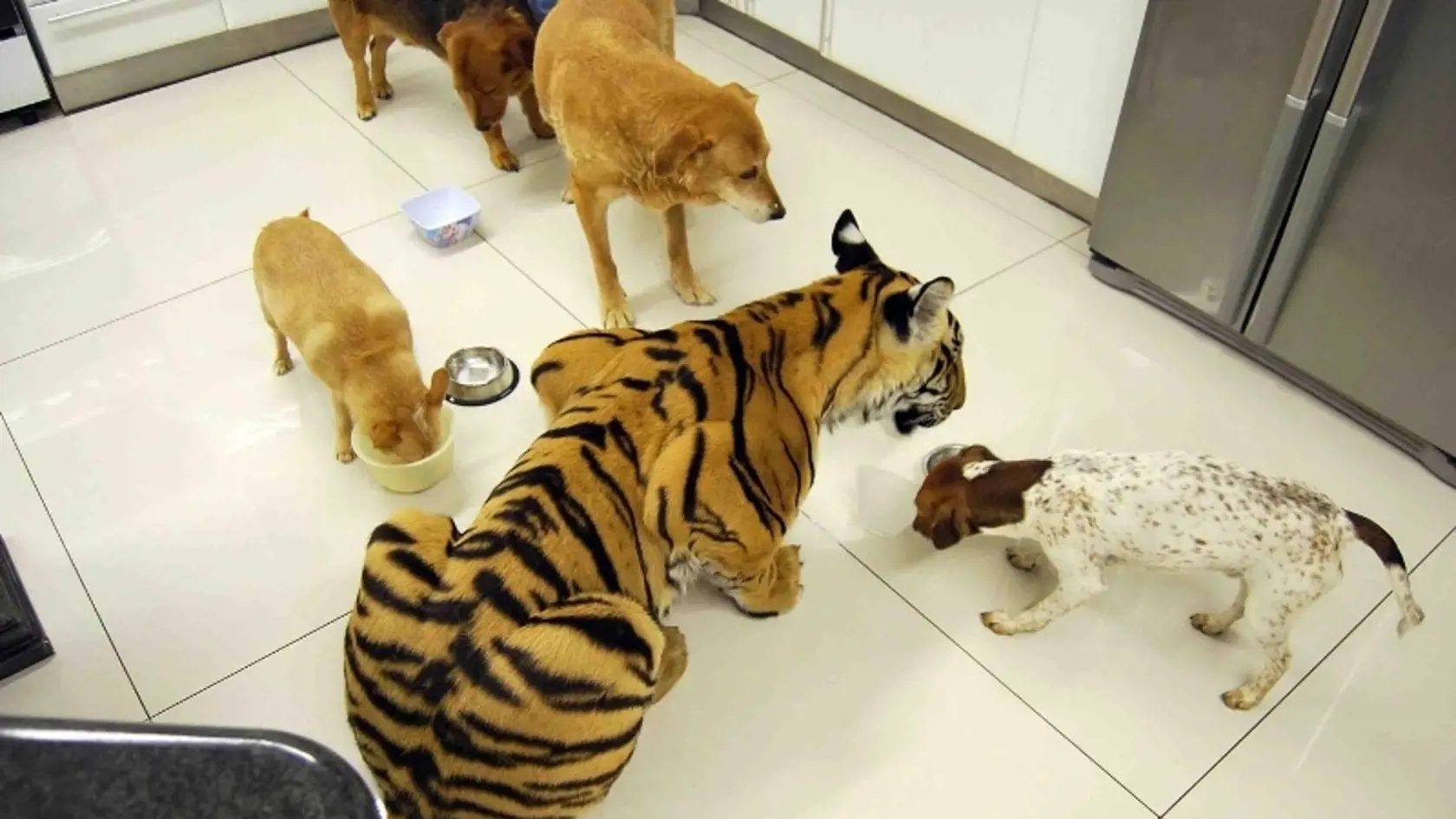 Tiger sa skamarátil aj so psami.