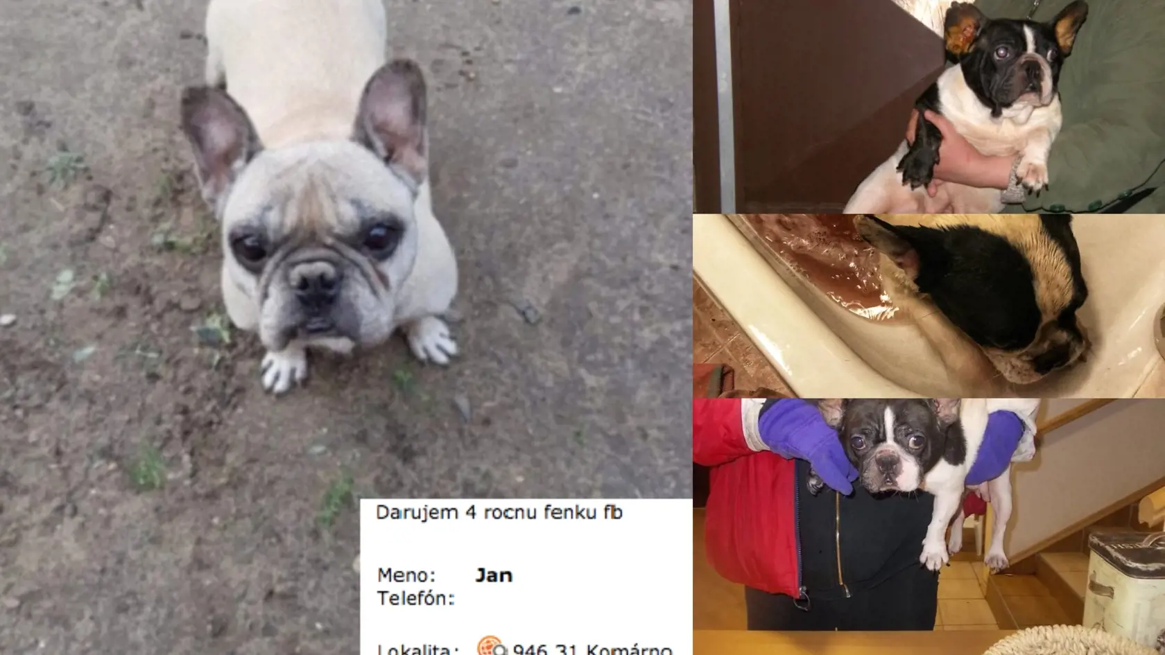 Psíky, ktoré ponúkajú ľudia cez inzerát sú obeťami krutých praktík.