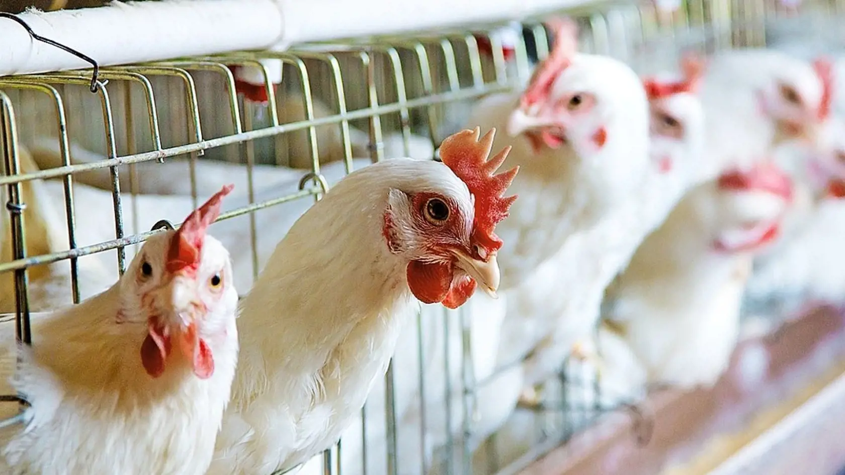 Brazília patrí k najväčším producentom hydinového mäsa na svete.