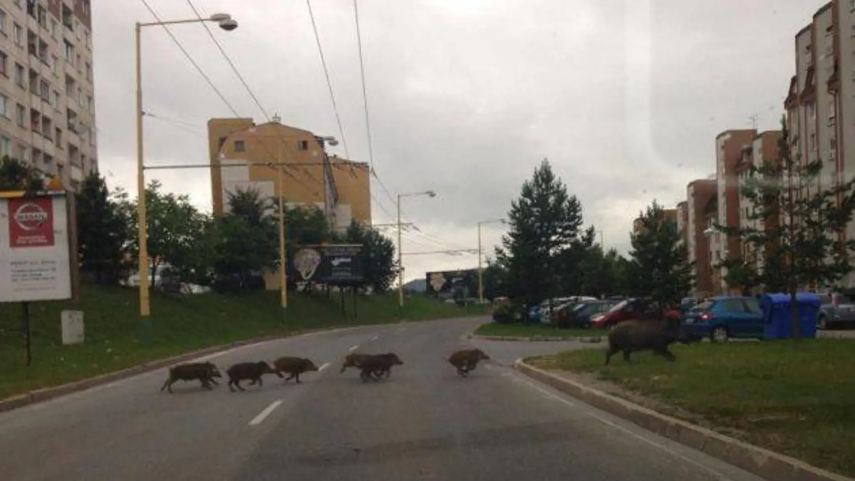 Diviaky sa potulujú nielen pri panelákoch, ale aj pri obchodnom dome. 