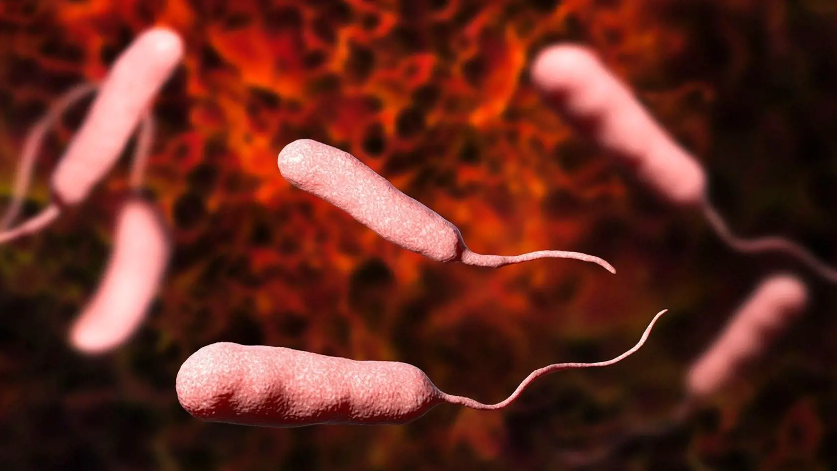 Baktéria rodu vibrio sa dostala už aj do Baltského mora.