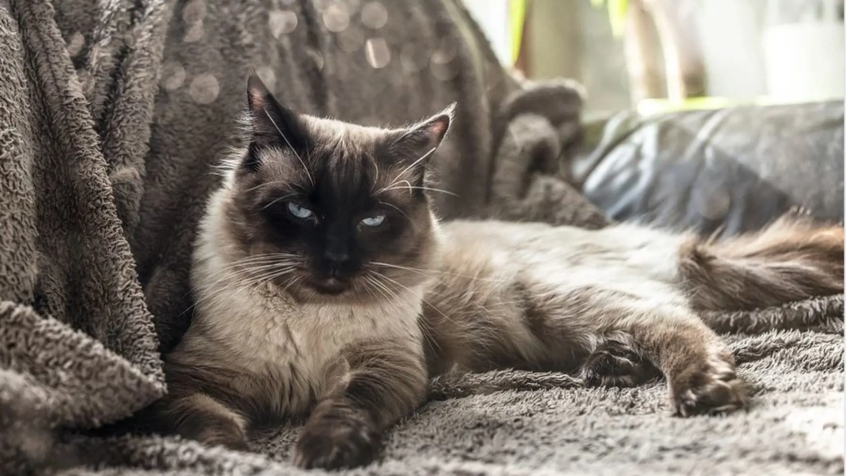Ragdoll