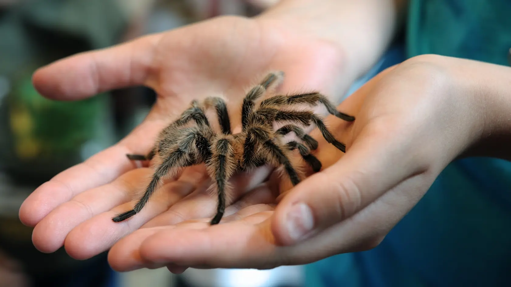 Tarantula patrí k najznámejším pavúkom.