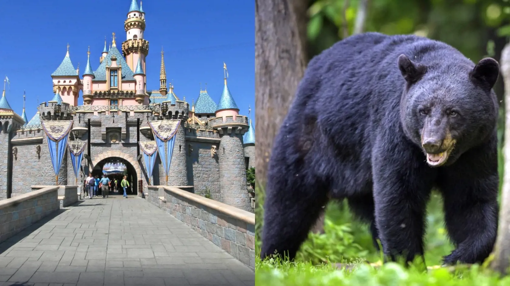 Ochranári odchytili medveďa baribala v Disneyho zábavnom parku