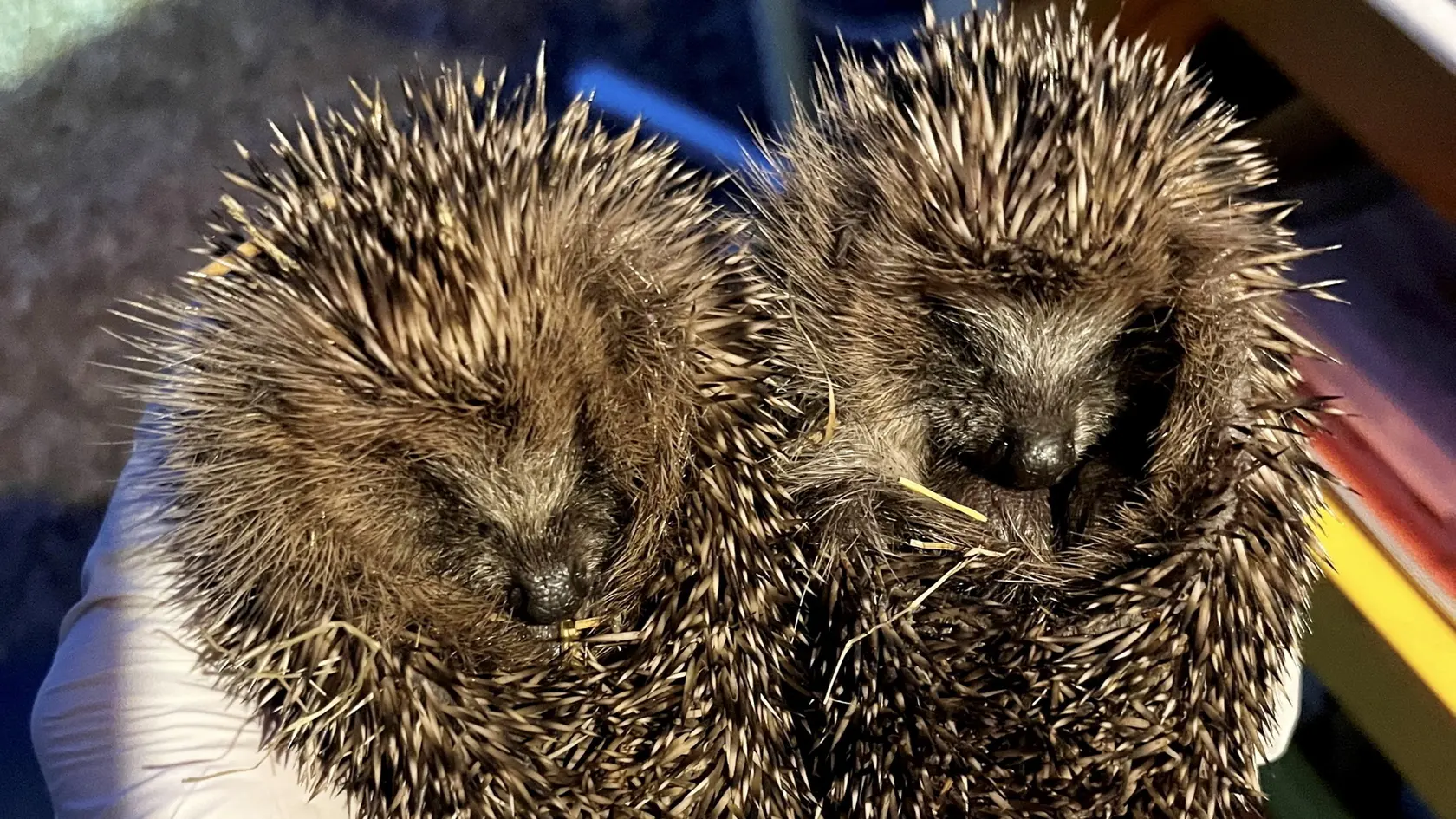 O ježka a jeho súrodenca sa teraz stará charitatívna organizácia Warwickshire Hedgehog Rescue.