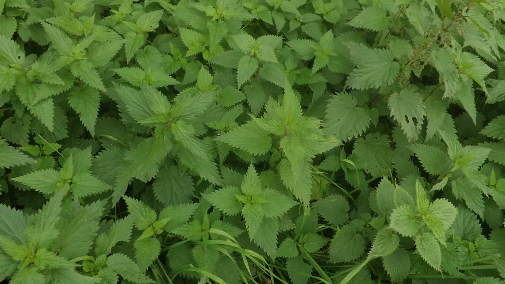 Volajú ju aj bylinka mladosti, prečistí krv aj pleť.