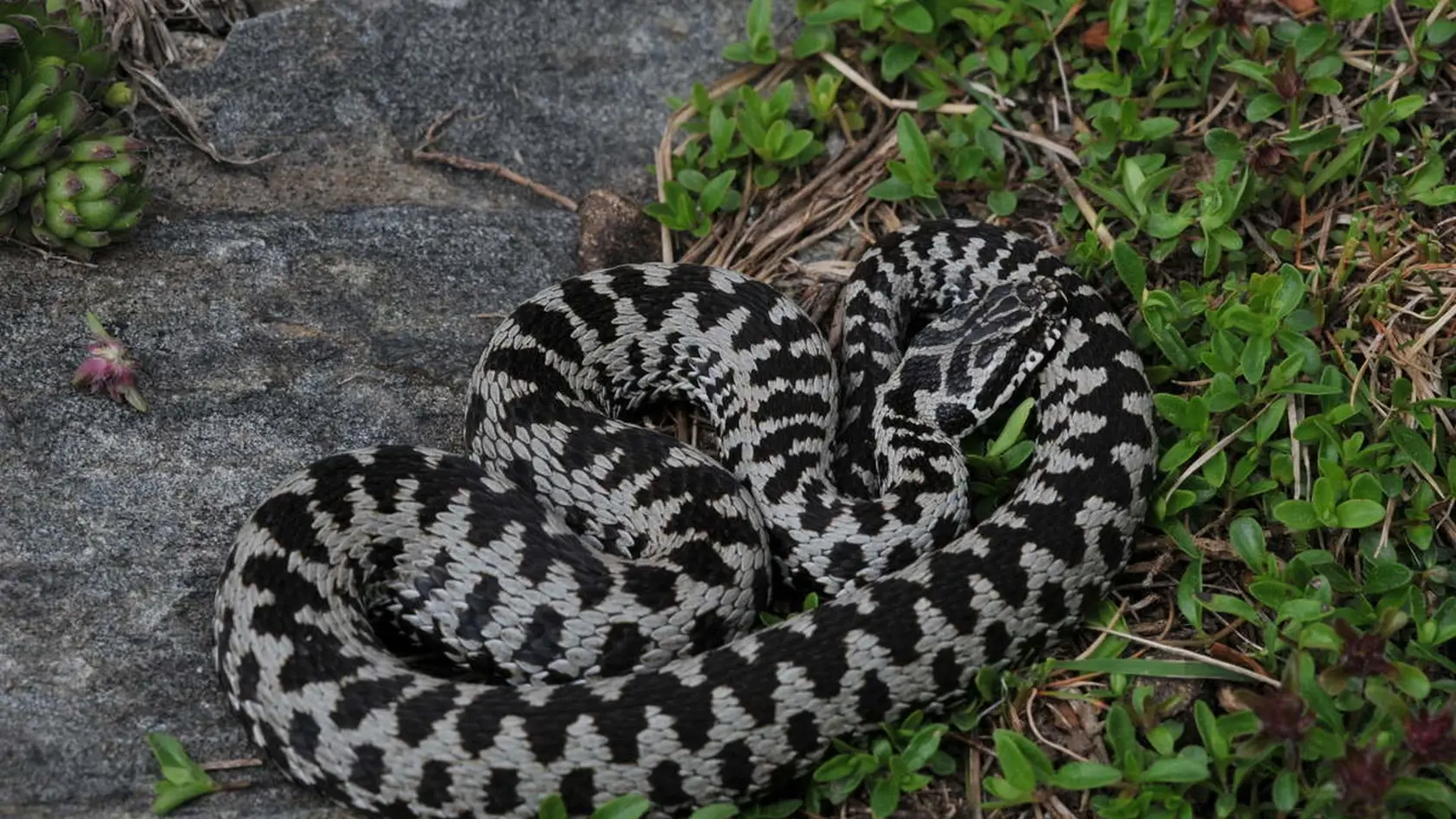 Vretenica severná (Vipera berus) - jediný jedovatý had žijúci na Slovensku, zrejme vo štvrtok uhryzol aj francúzsku turistku.