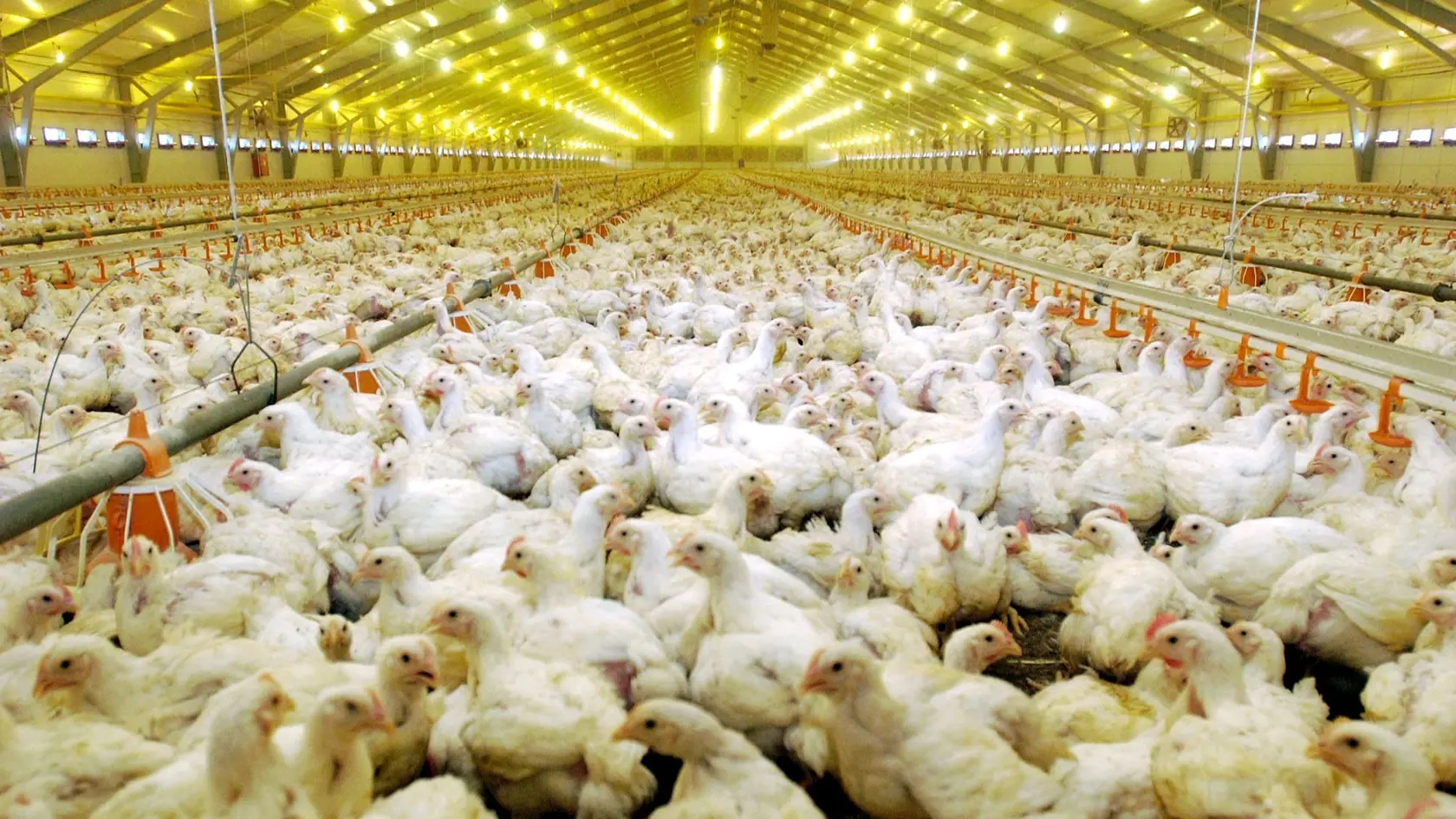 Fipronil, ktorý chráni sliepky pred všami, sa na Slovensku nepoužíva.
