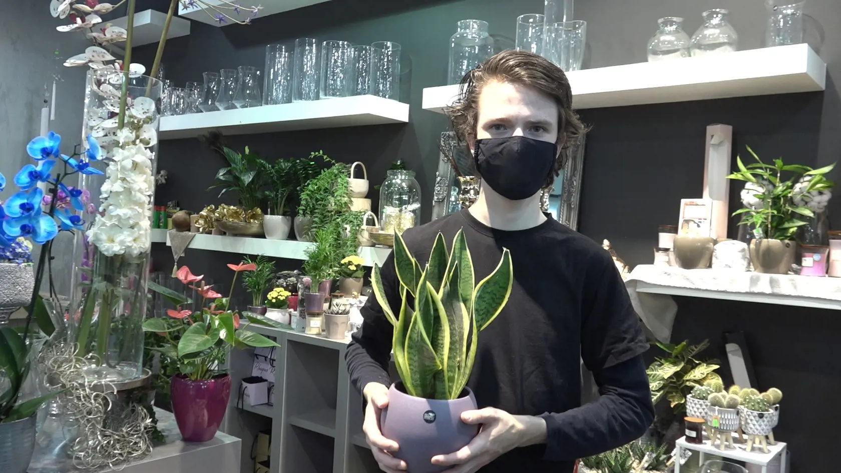 Často zaznávané svokrine jazyky dokážu podľa floristu Dušana Rojka skvele ozdraviť vzduch.