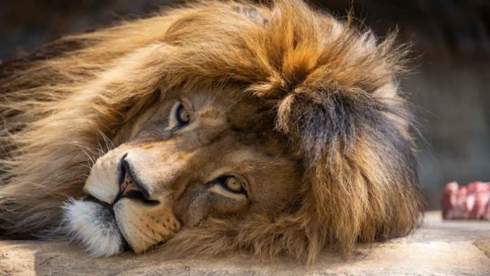 Leva berberského Aslana museli v bojnickej ZOO utratiť.