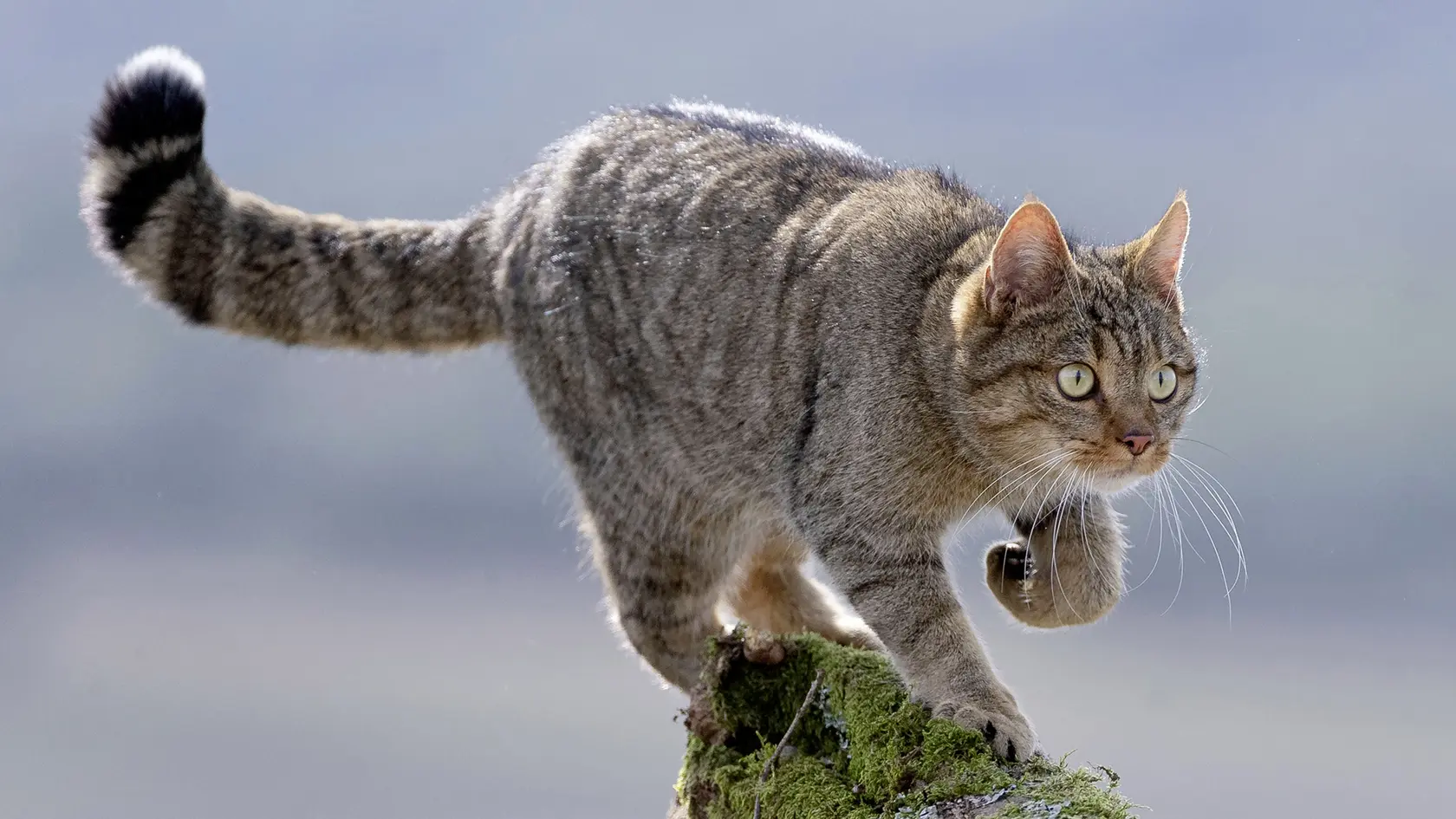 Mačka divá (Felis silvestris silvestris)