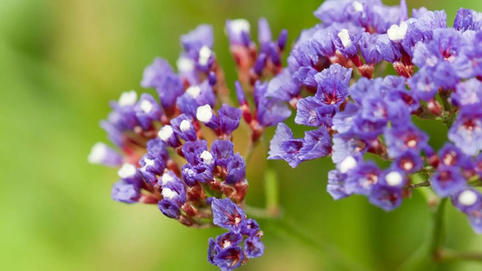 Limonka zohnutá (Limonium sinuatum)