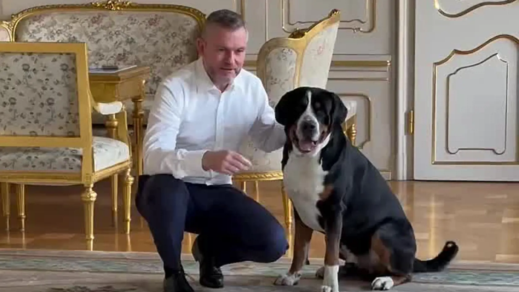 V prezidentskom paláci bola nedávno zaujímavá návšteva. Robotický pes Jimmy, ktorý sa pohral so psom prezidenta Petra Pellegriniho.