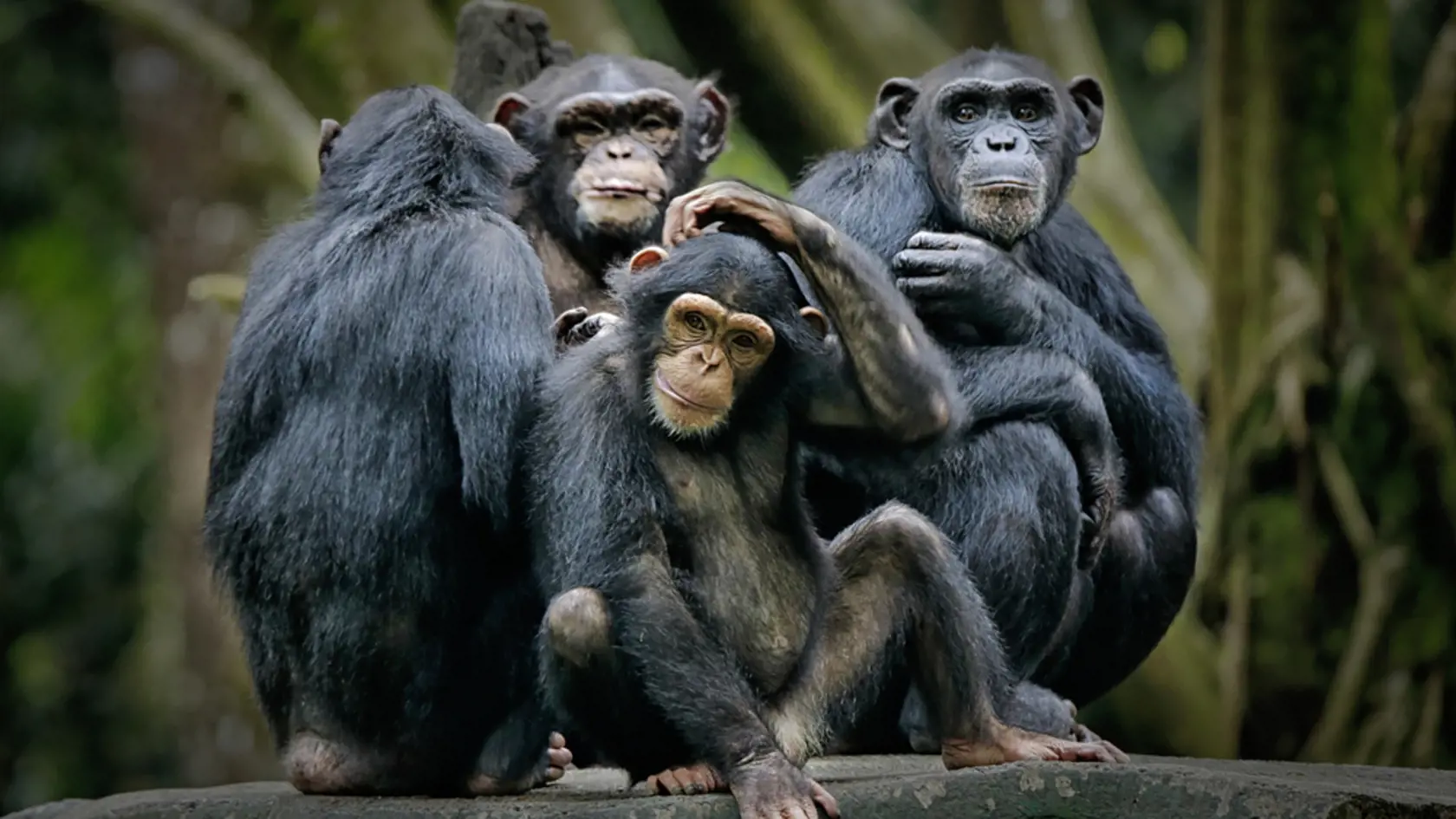 Chimpanzee,Consists,Of,Two,Extant,Species:,Common,Chimpanzee,And,Bonobo.