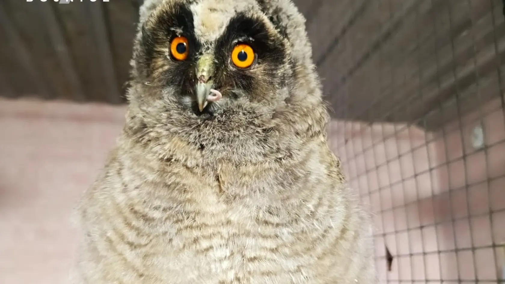 O sovie mláďatká sa starajú v ZOO Bojnice.