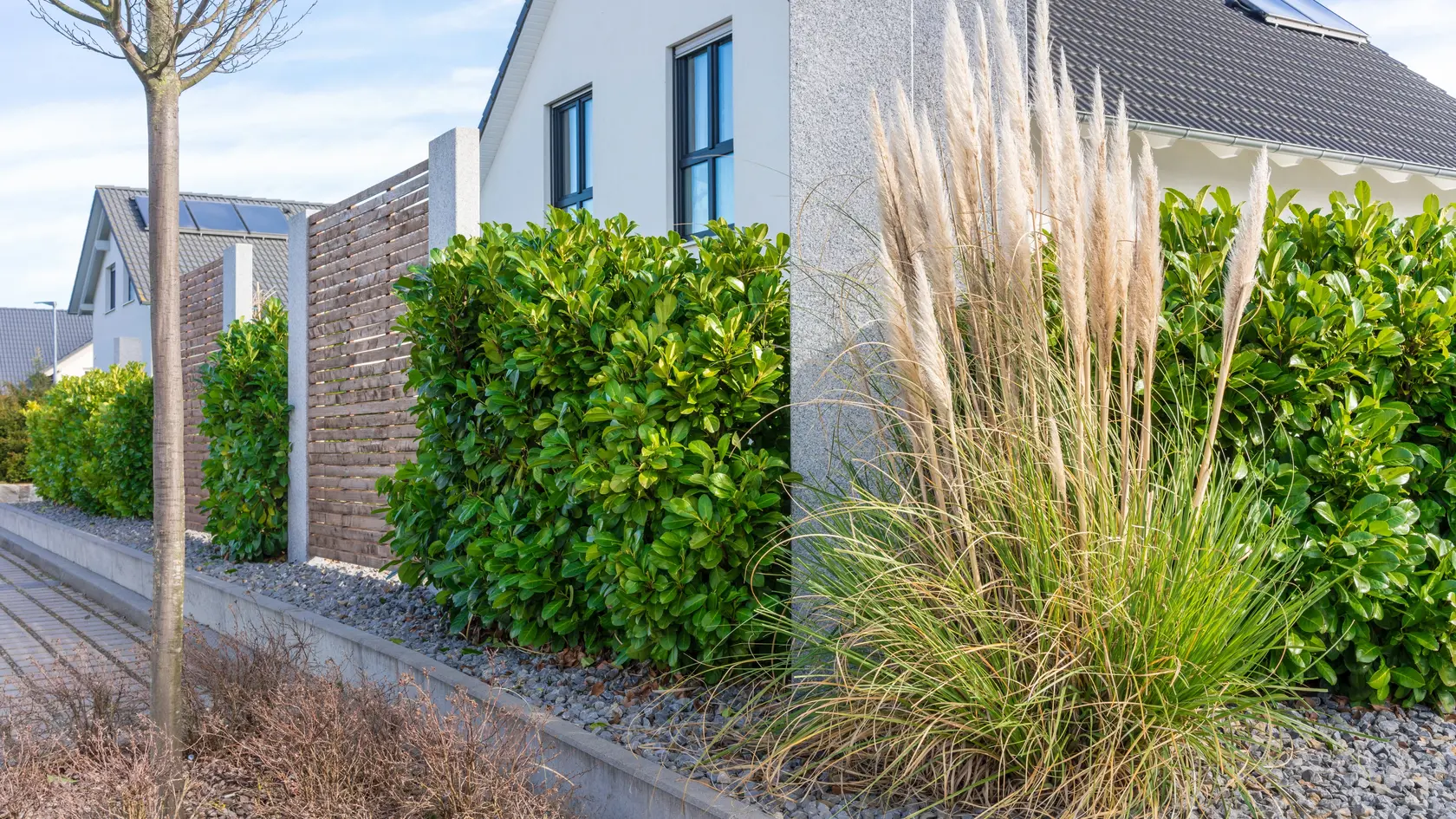 Modern landscaping with a cherry laural hedge