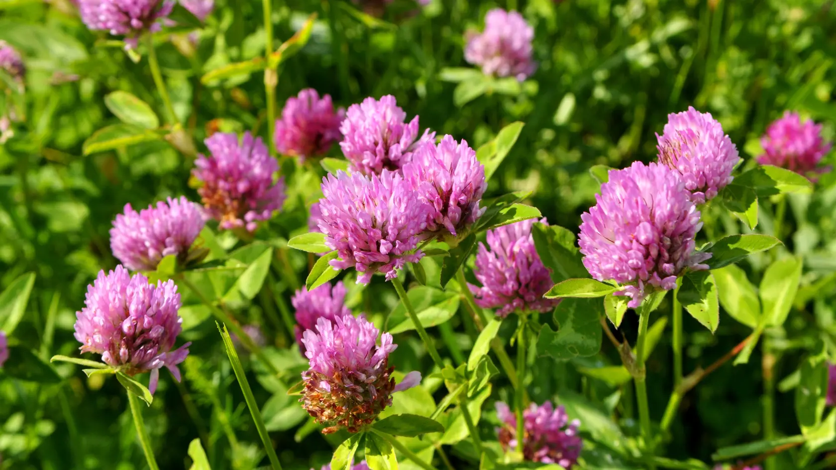 Ďatelina lúčna (Trifolium pratense) je často prehliadaný poklad – rastlinka je skromná, dvojročná až trváca. 